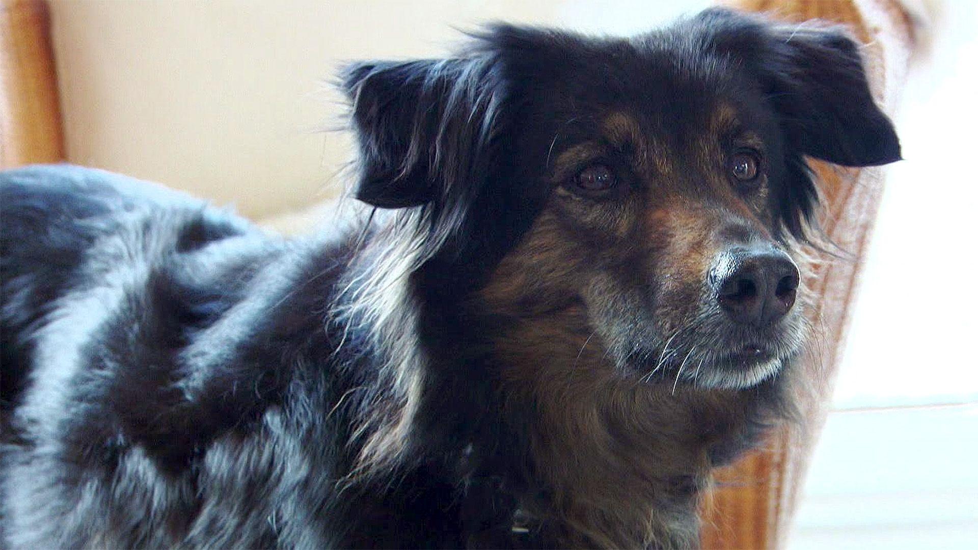 Thema u. a.: "Das Alleinsein von Hunden"