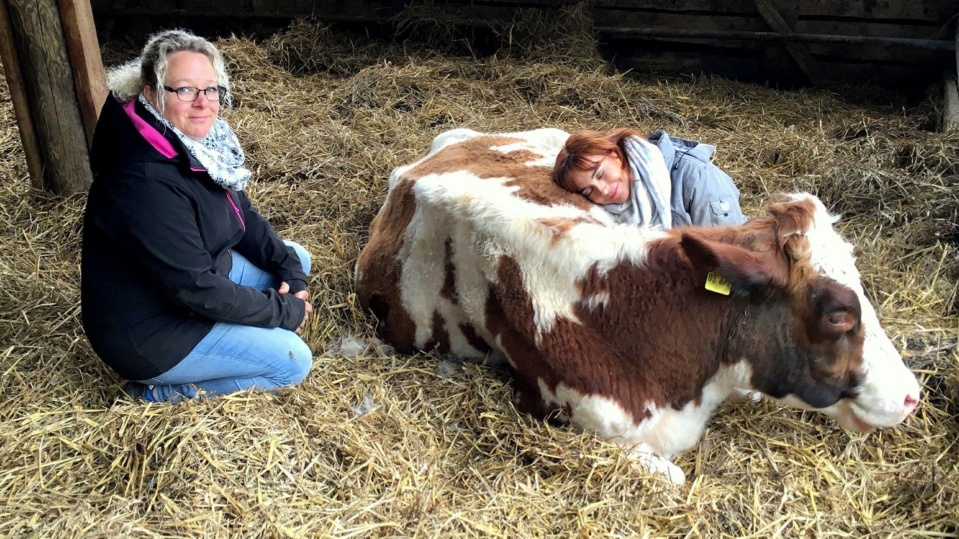 Thema heute u.a.: Kuhkuscheln