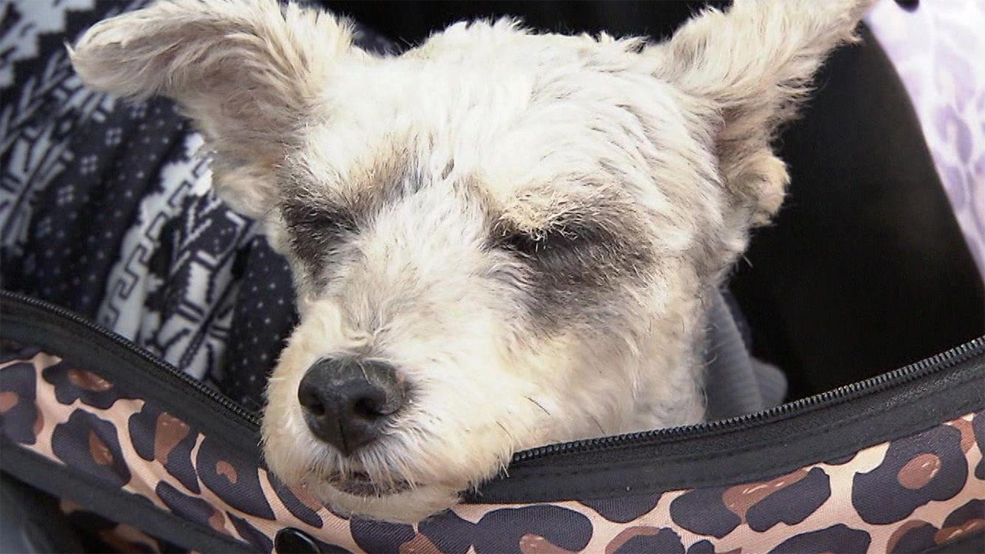 Thema u.a.: Hund "to GO" - Tragehilfen für laufschwache Hunde