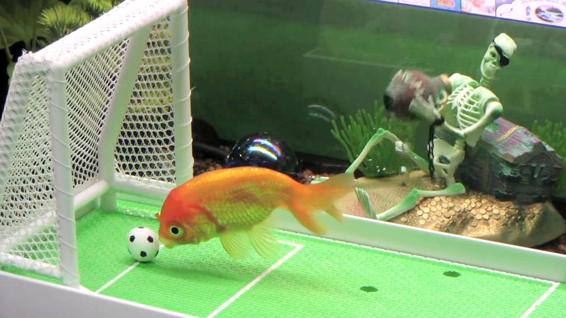 Zierfisch Agility