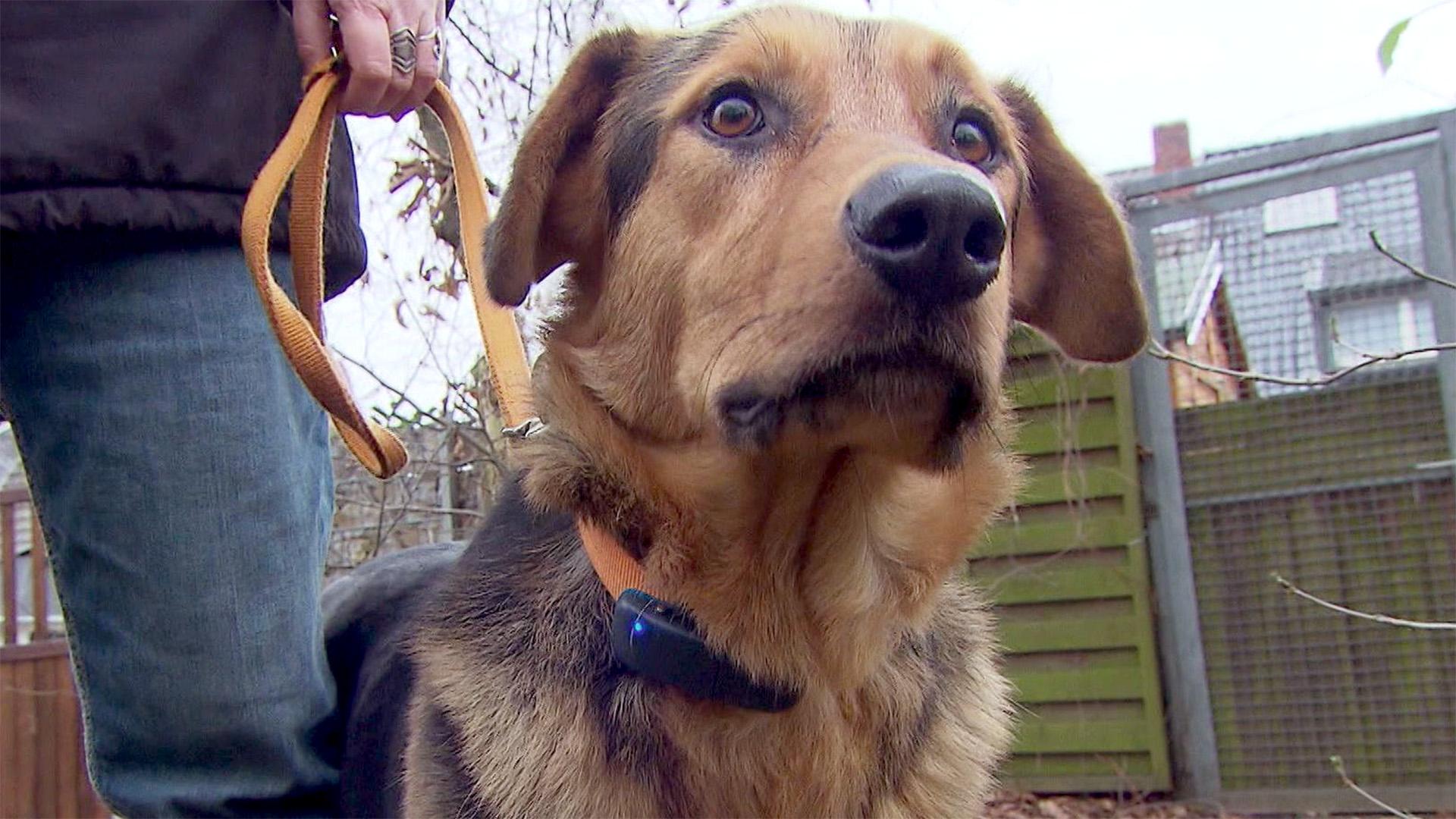 Thema heute u.a.: Dog-Tracker