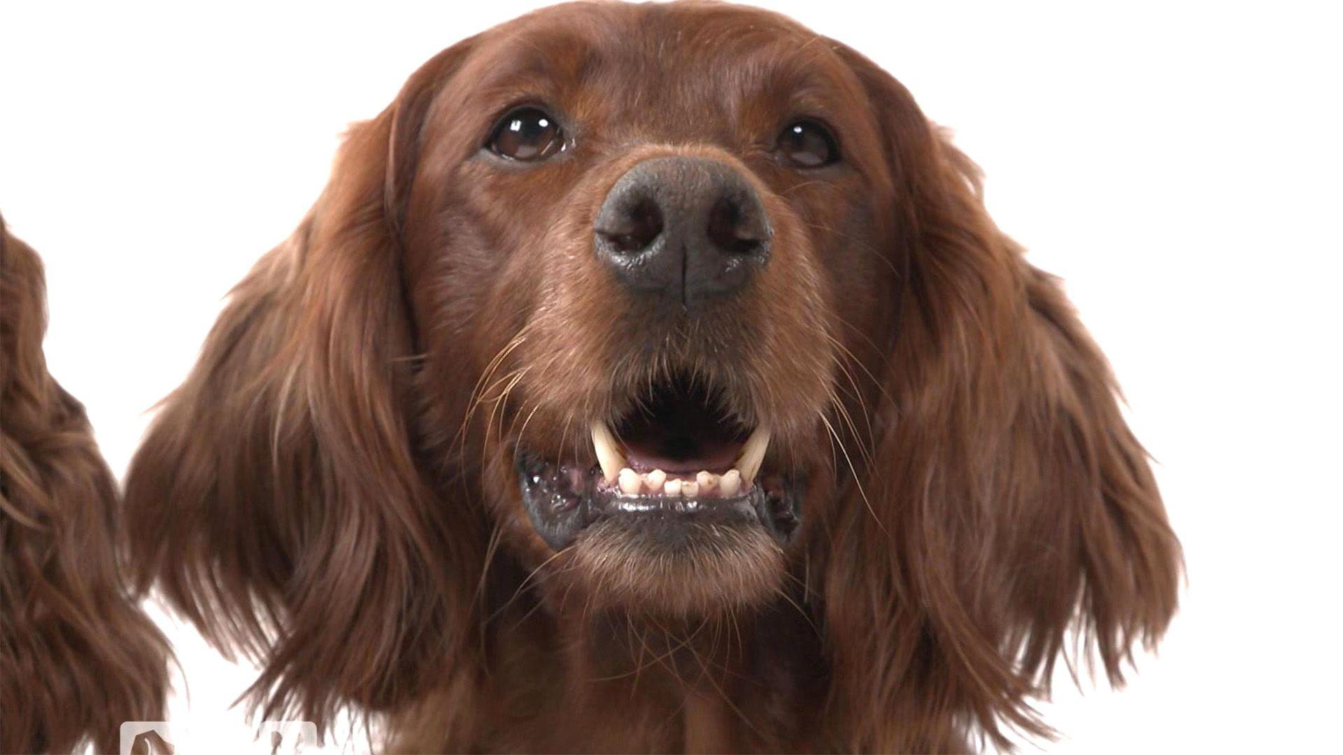 Irish Setter - eine energiegeladene Rasse