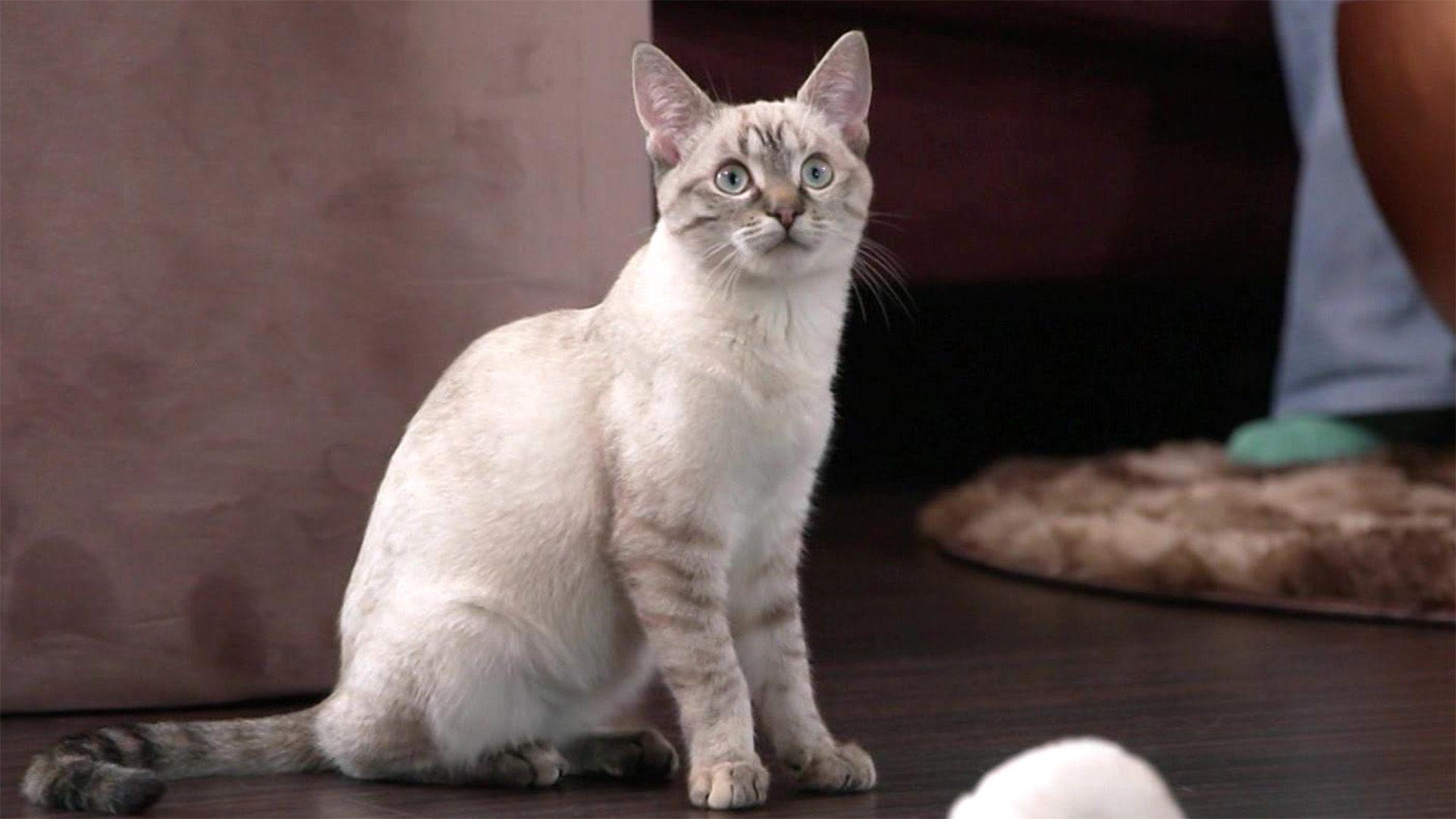 Thema u.a.: Katzenfrüherziehung
