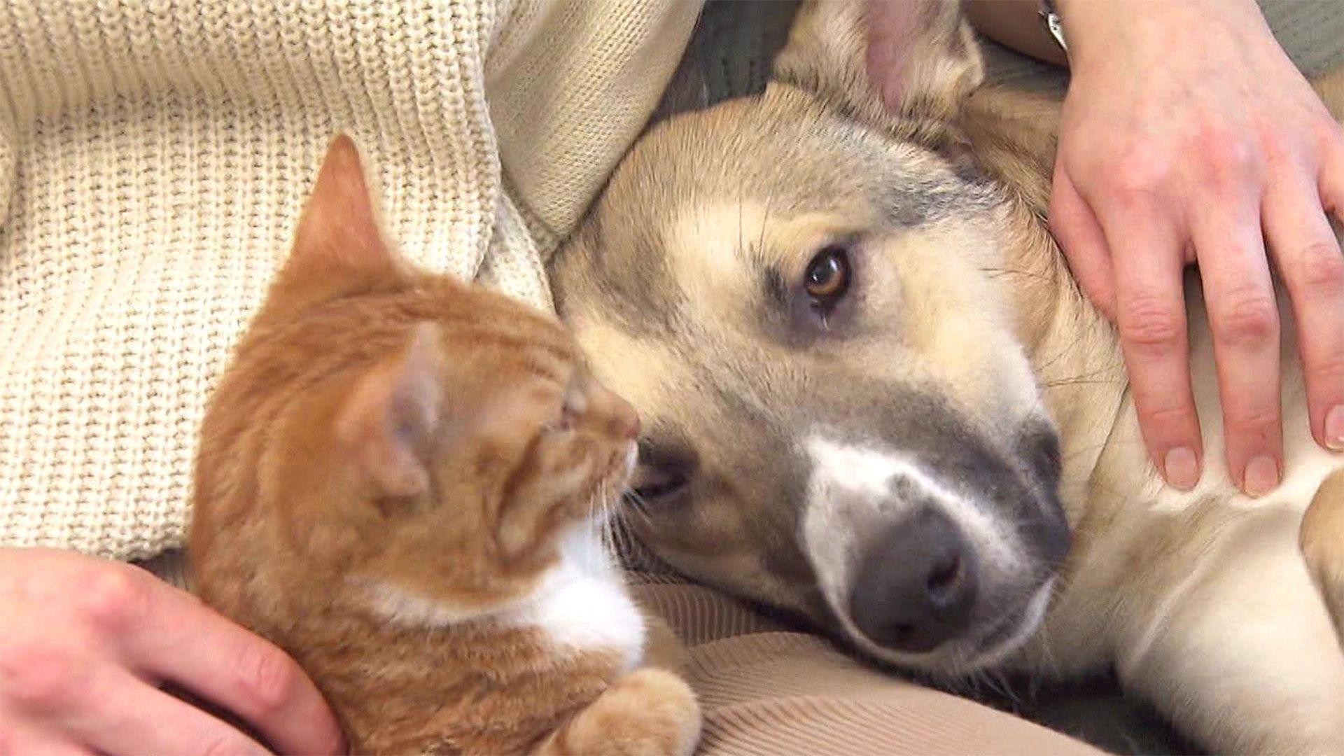 Thema u.a.: Hund und Katze