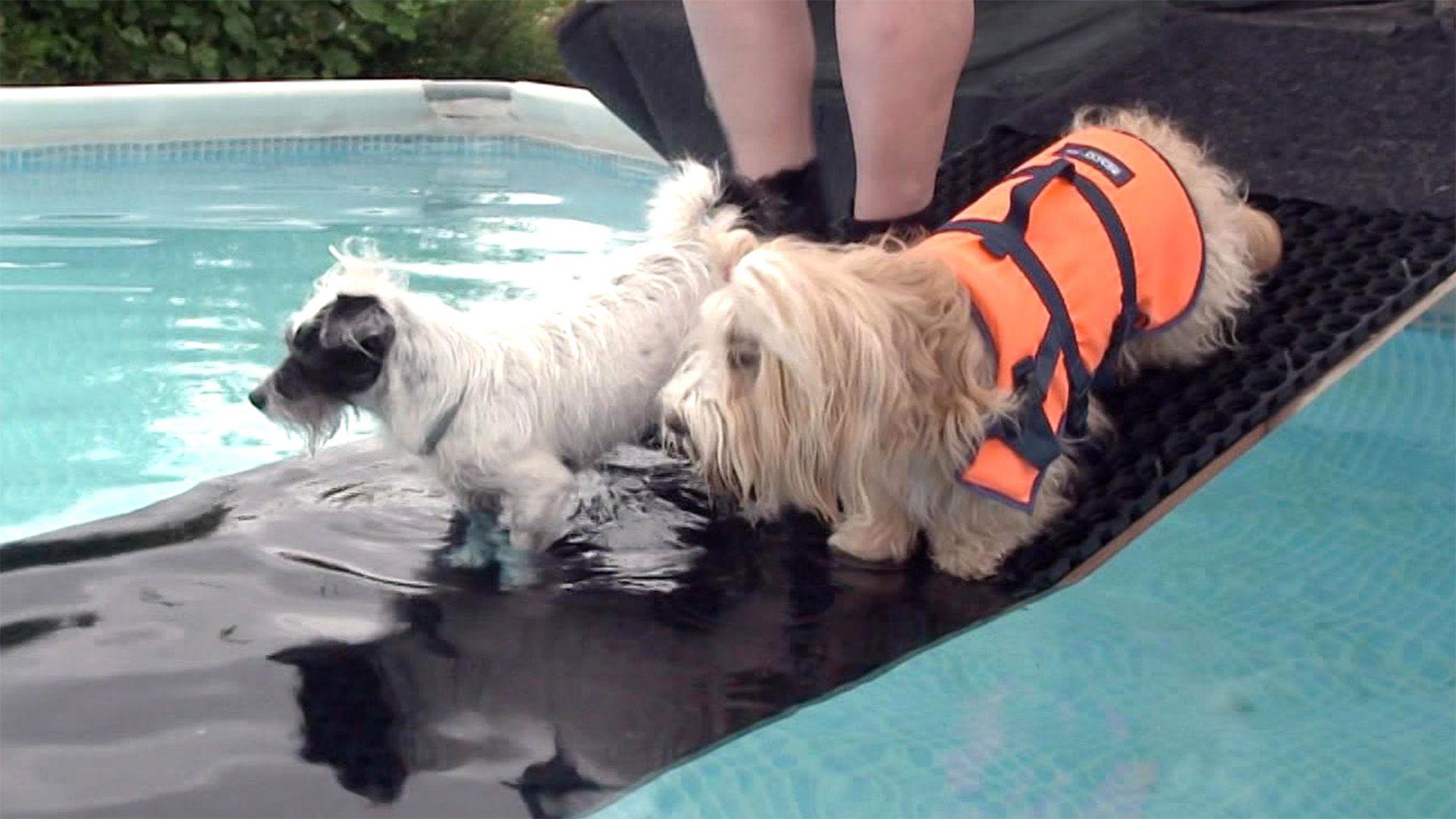 Thema u.a.: Dog Diving