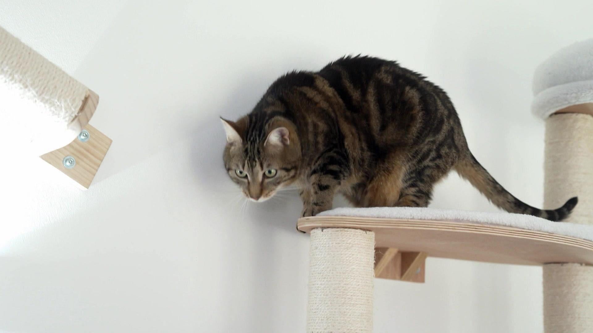 Thema u.a.: Das Katzenhotel