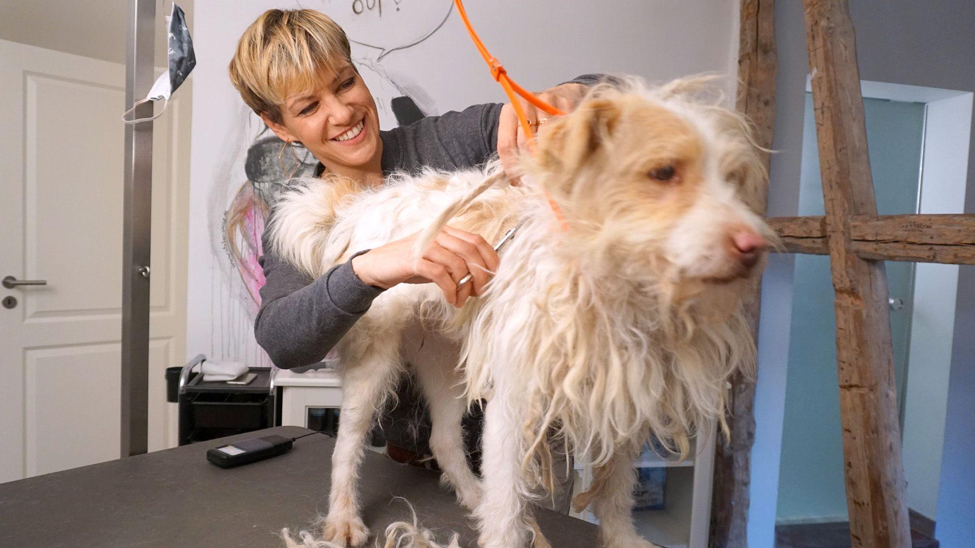 Thema u.a.: Die Hundeverschönerungsrubrik