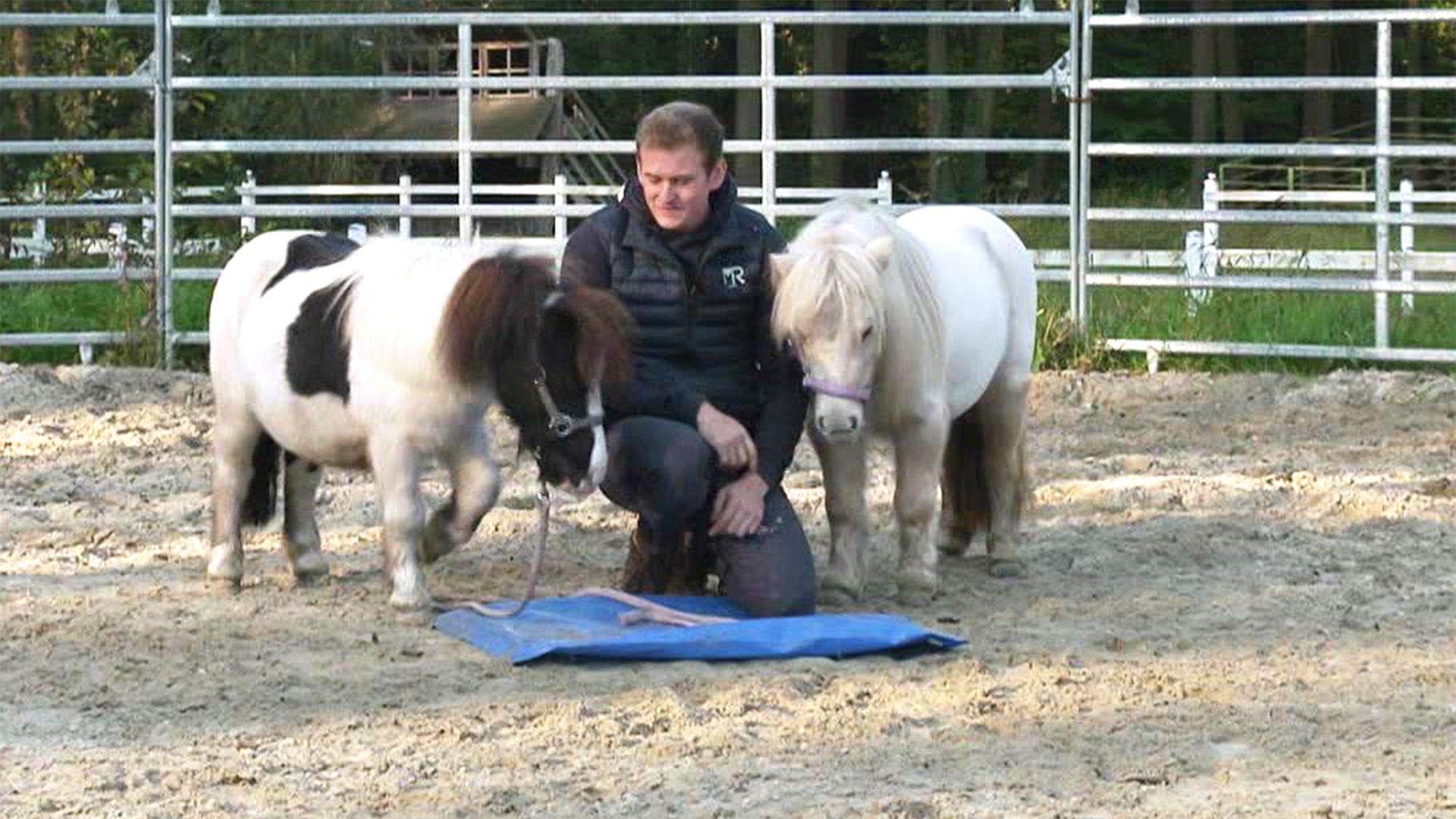 Honeybee und Harry - 2 Ponys, eine große Aufgabe