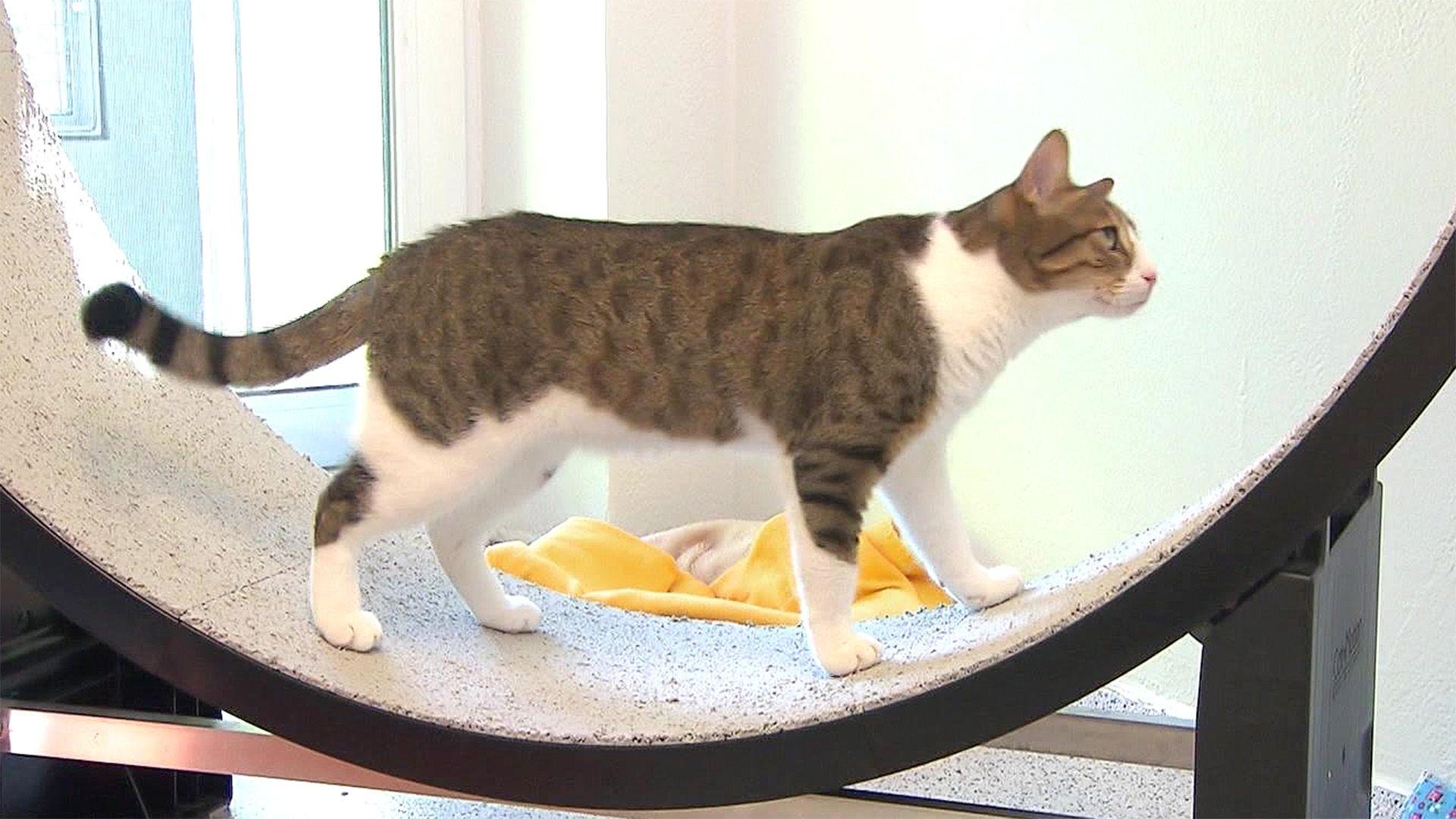 Ein Laufrad für die Katze