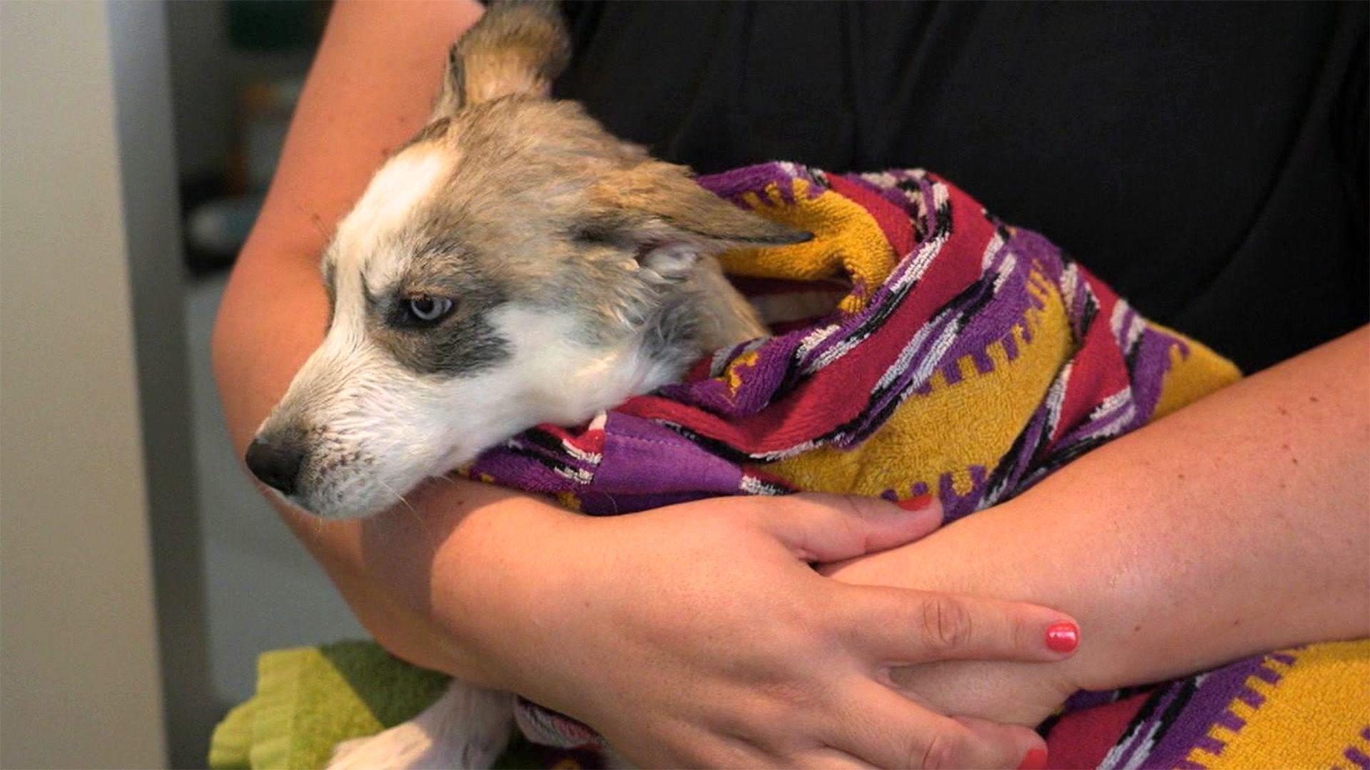 Ein neues Leben für Welpe Azura und Hundeopa Nut