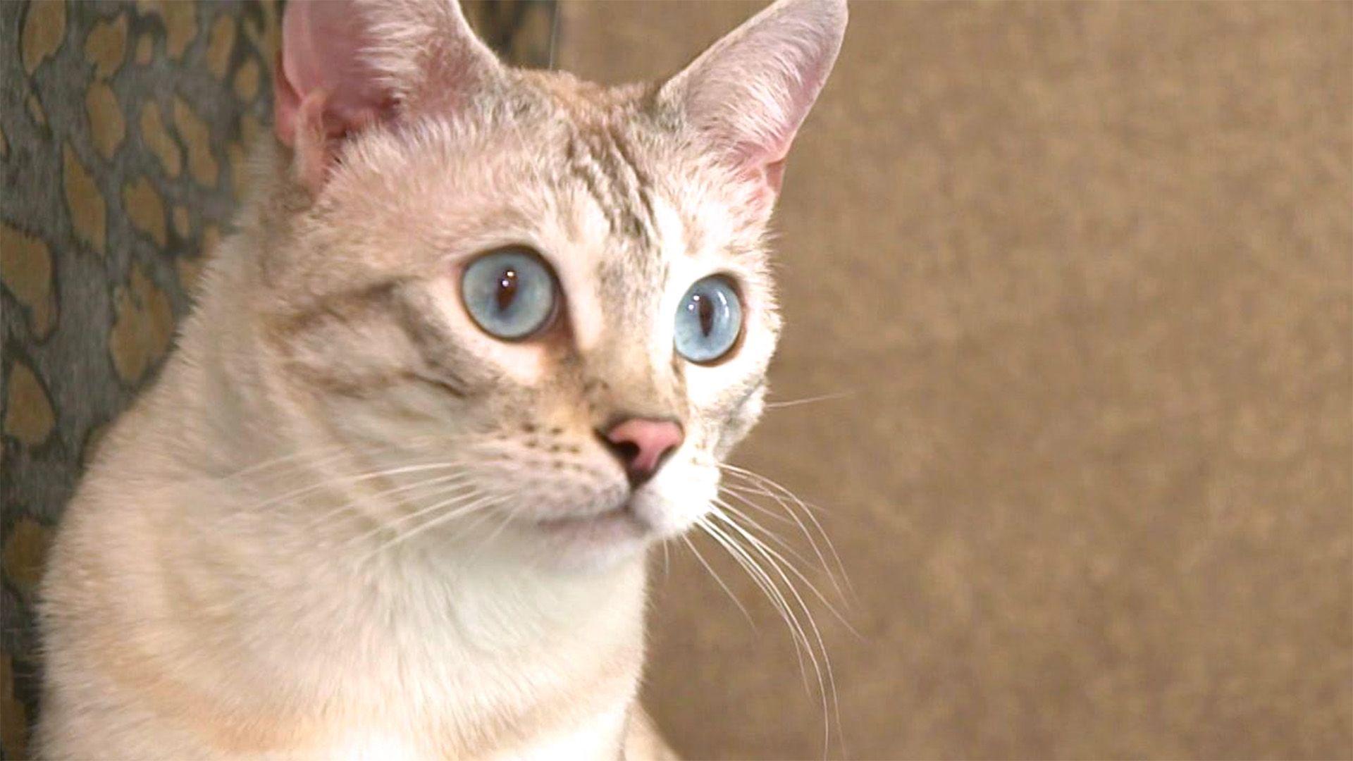 Thema u.a.: Superheldin Katze
