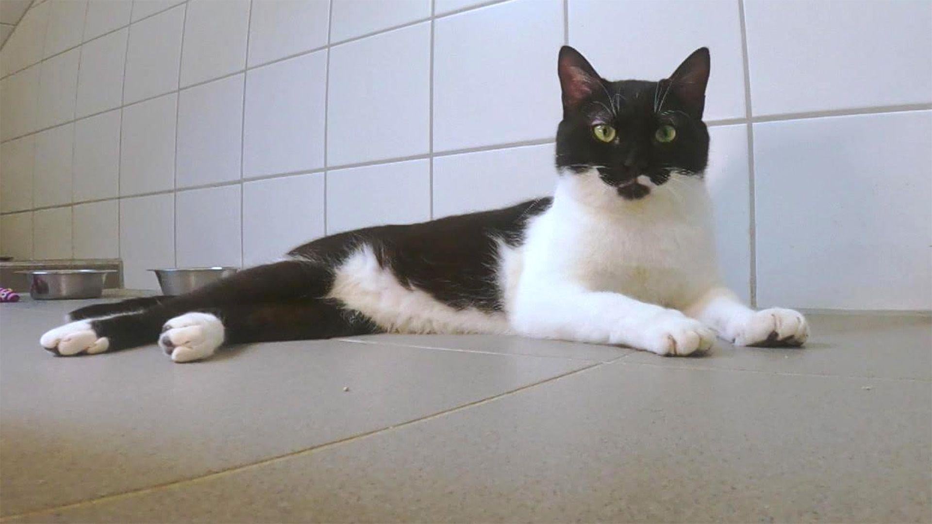 Kater Linus muss in Quarantäne.