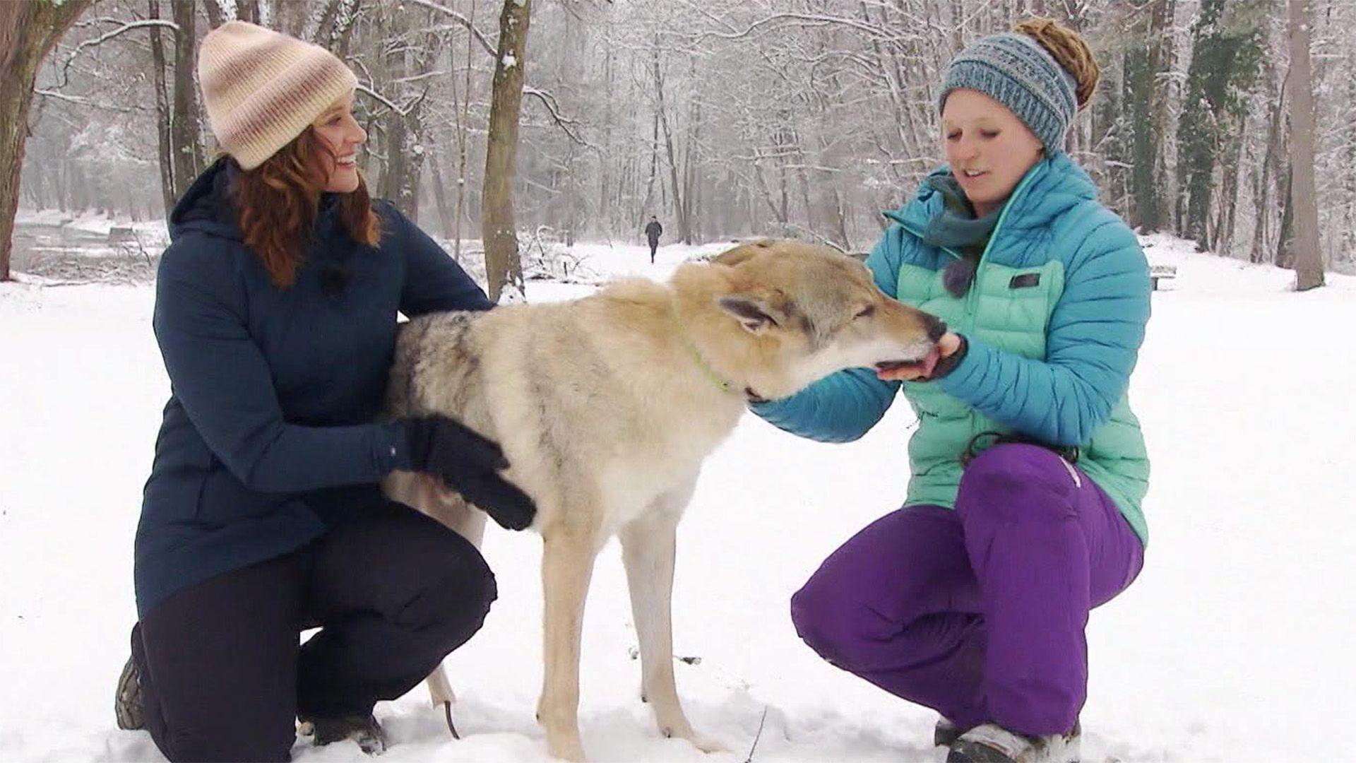 Hunde im Schnee