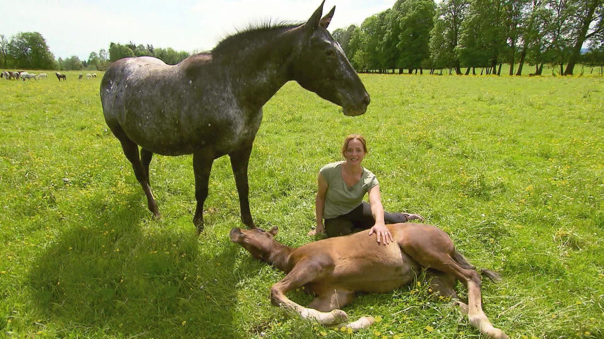 Appaloosa - Pferde mit einzigartiger Fellzeichnung