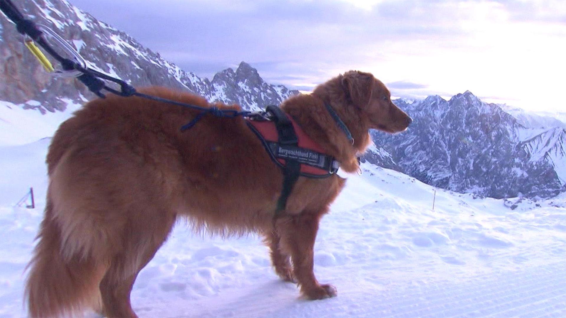 Im Einsatz mit Lawinensuchhund Floki