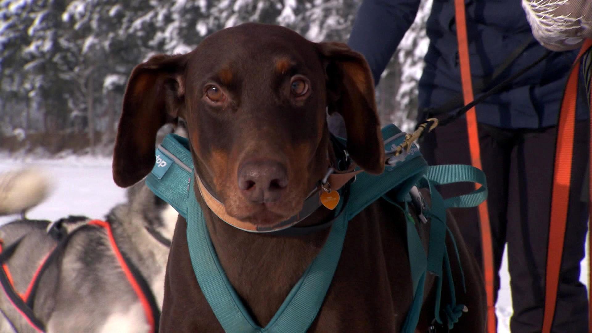 Skijöring mit Hunden