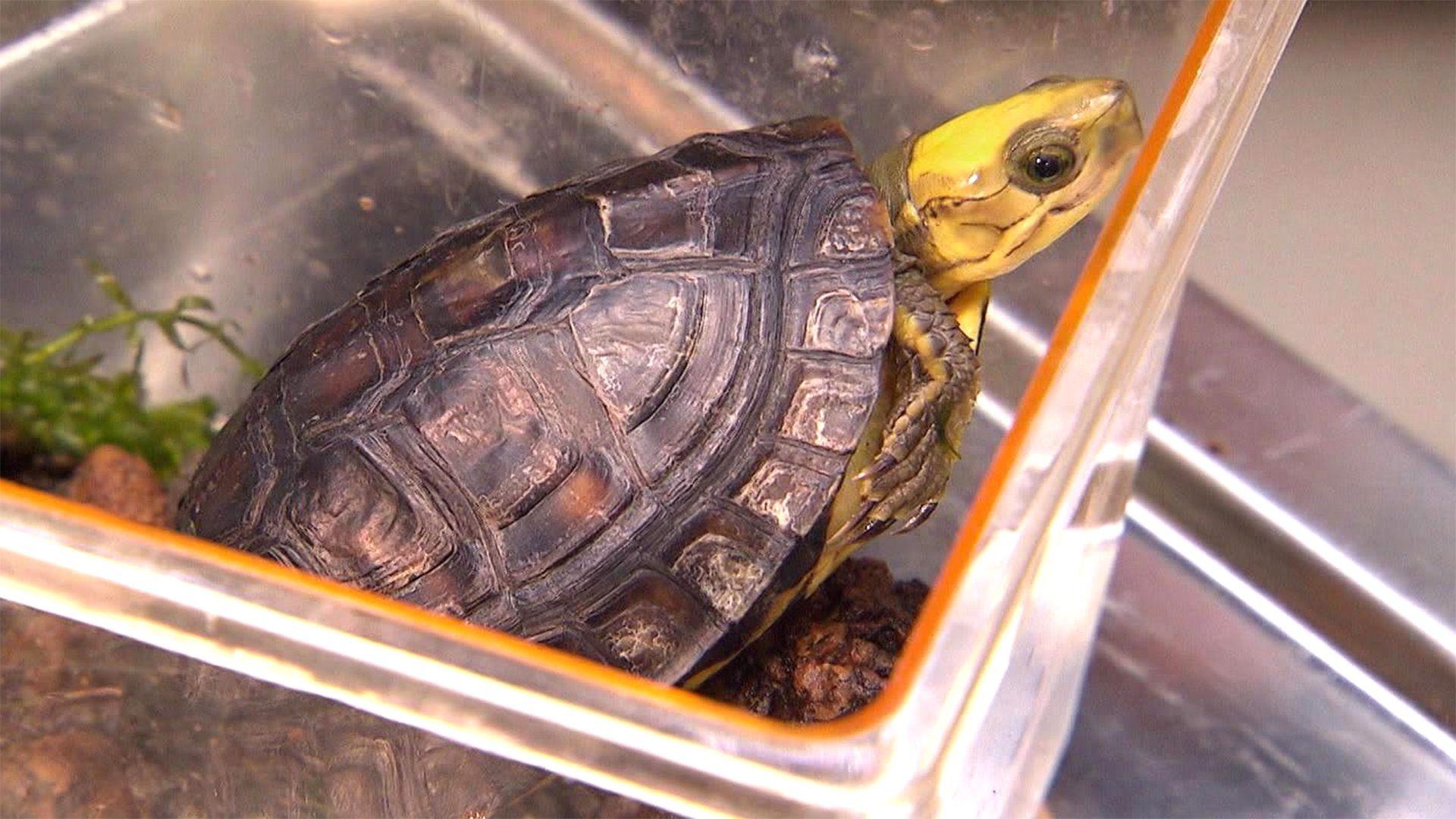 Arche Noah für seltene Schildkröten
