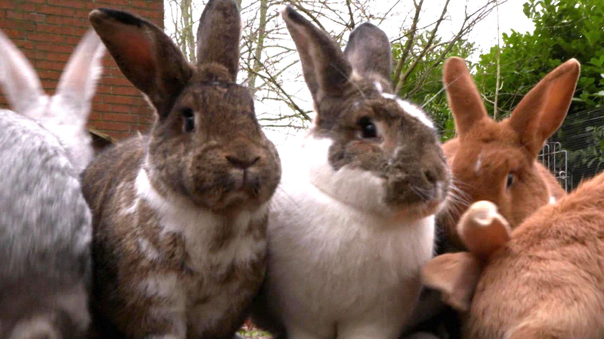 Thema u.a.: Rent a Rabbit