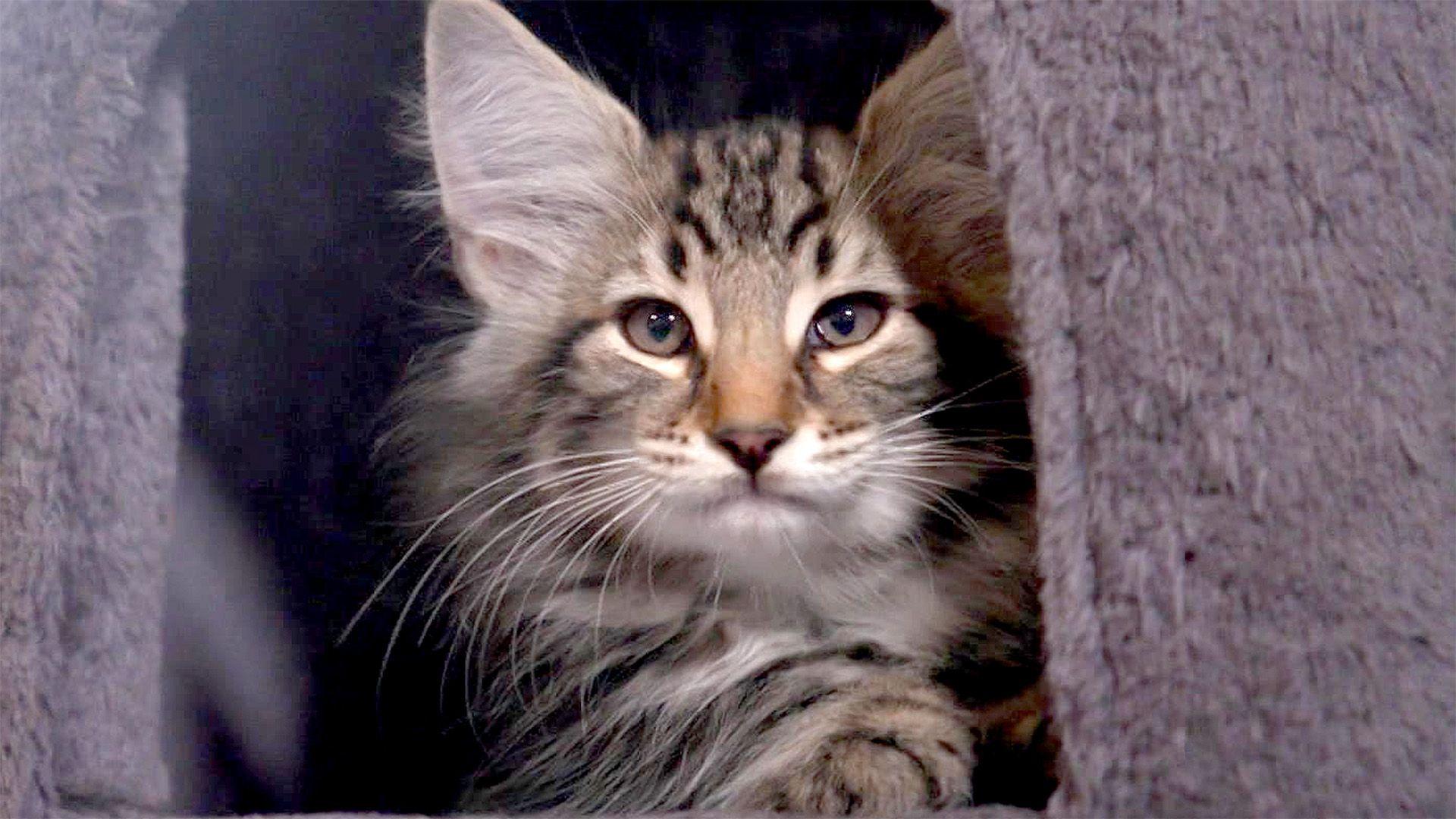 Die Norwegische Waldkatze