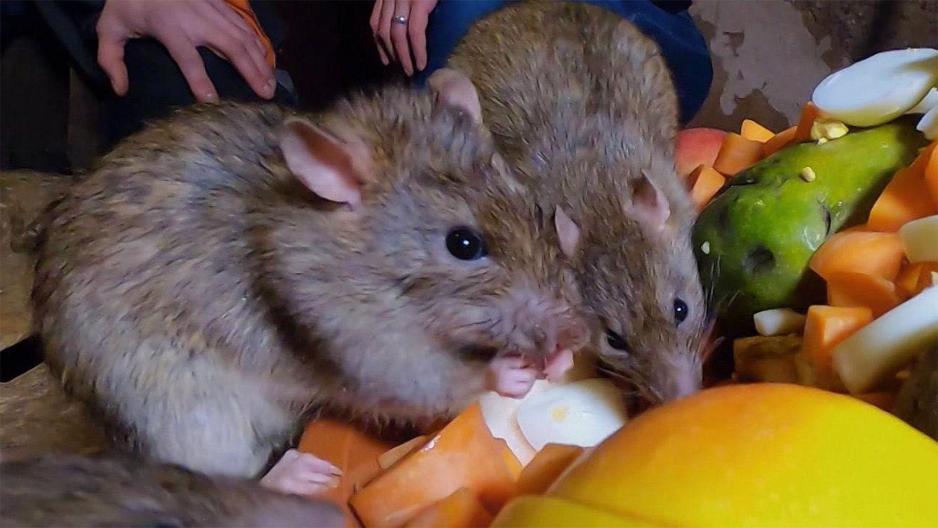 Thema u.a.: Fähigkeiten von Ratten