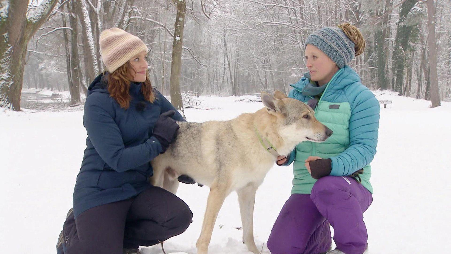 Hunde und der erste Schnee