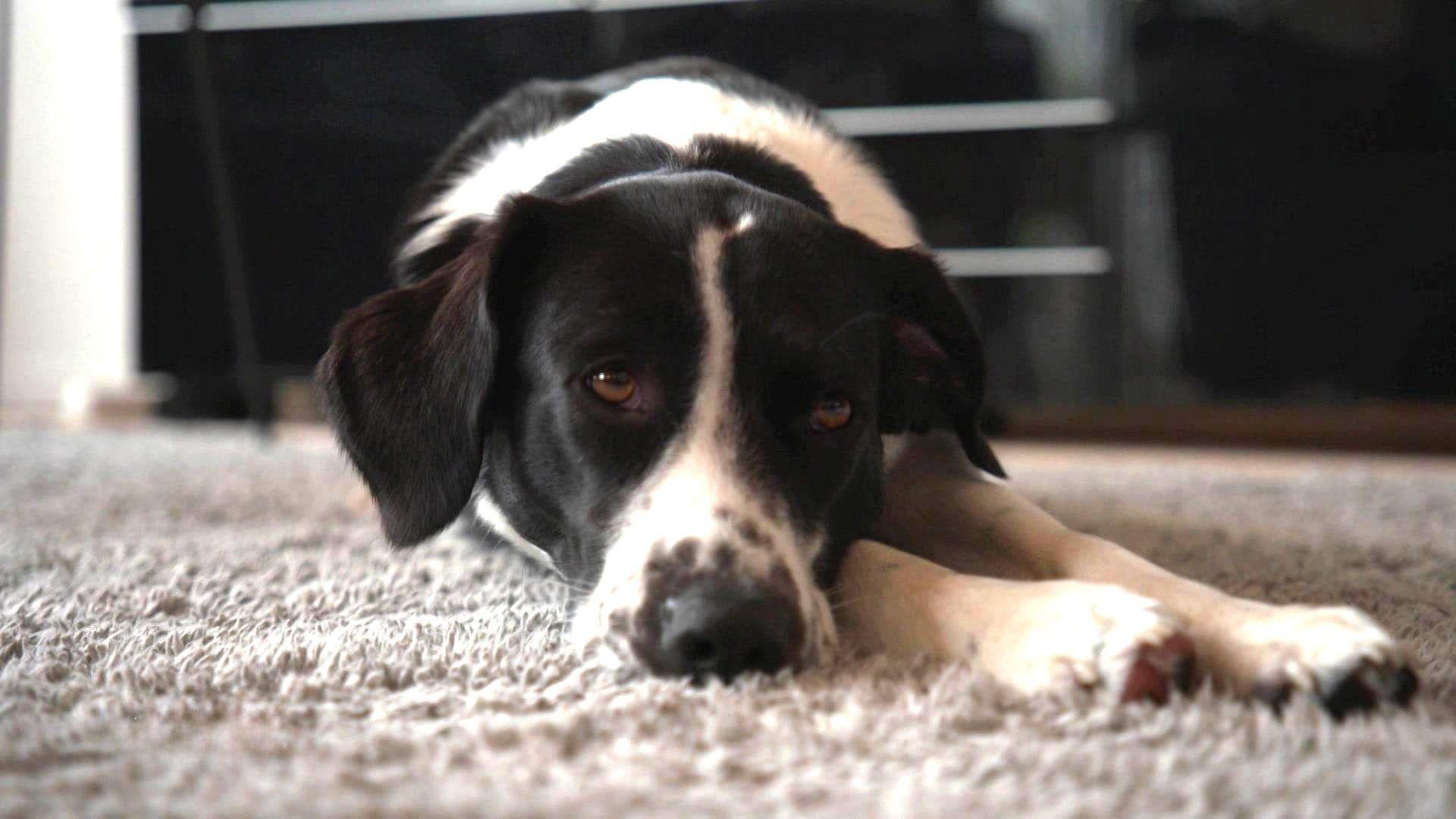 Hundeberufe
