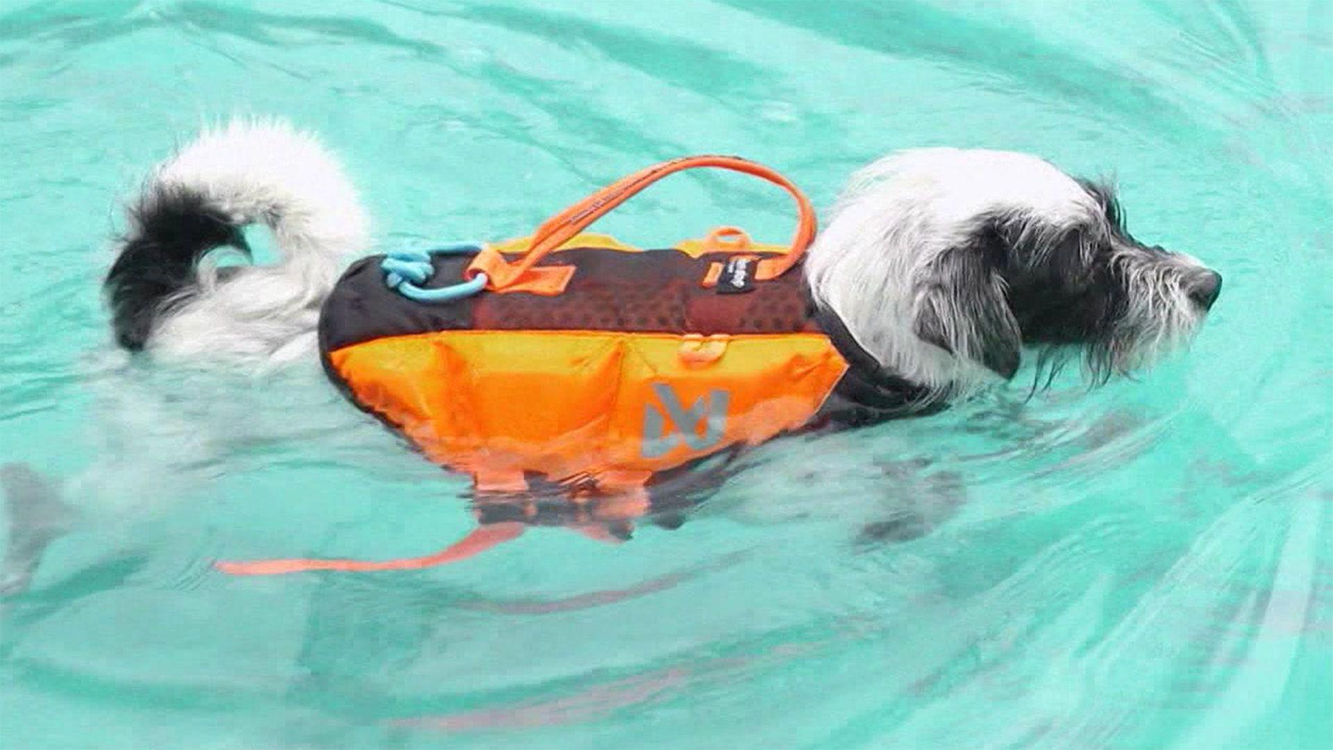 Thema u.a.: Hundefreibad