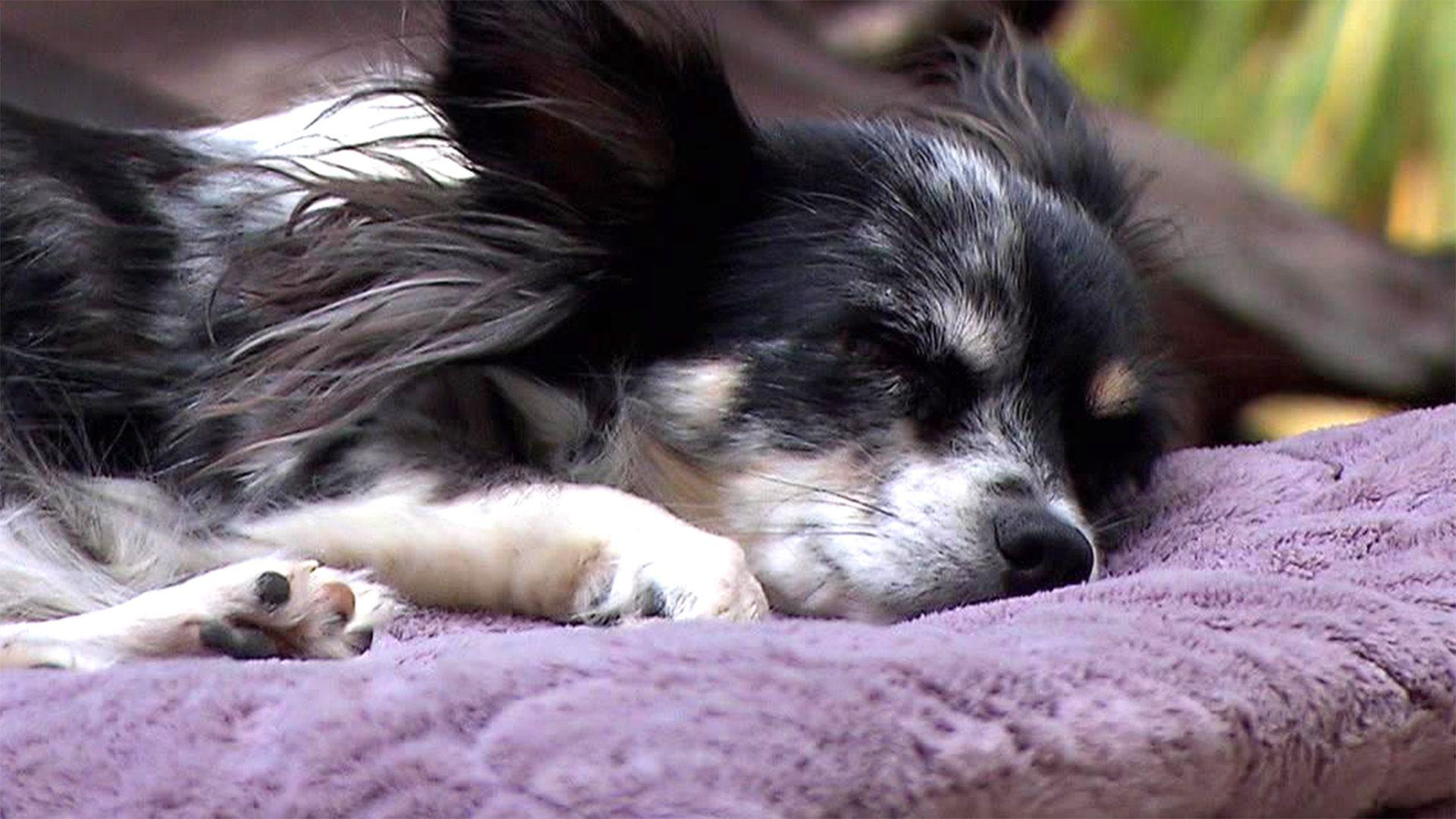 Thema u.a.: Helikopter-Hundehalter