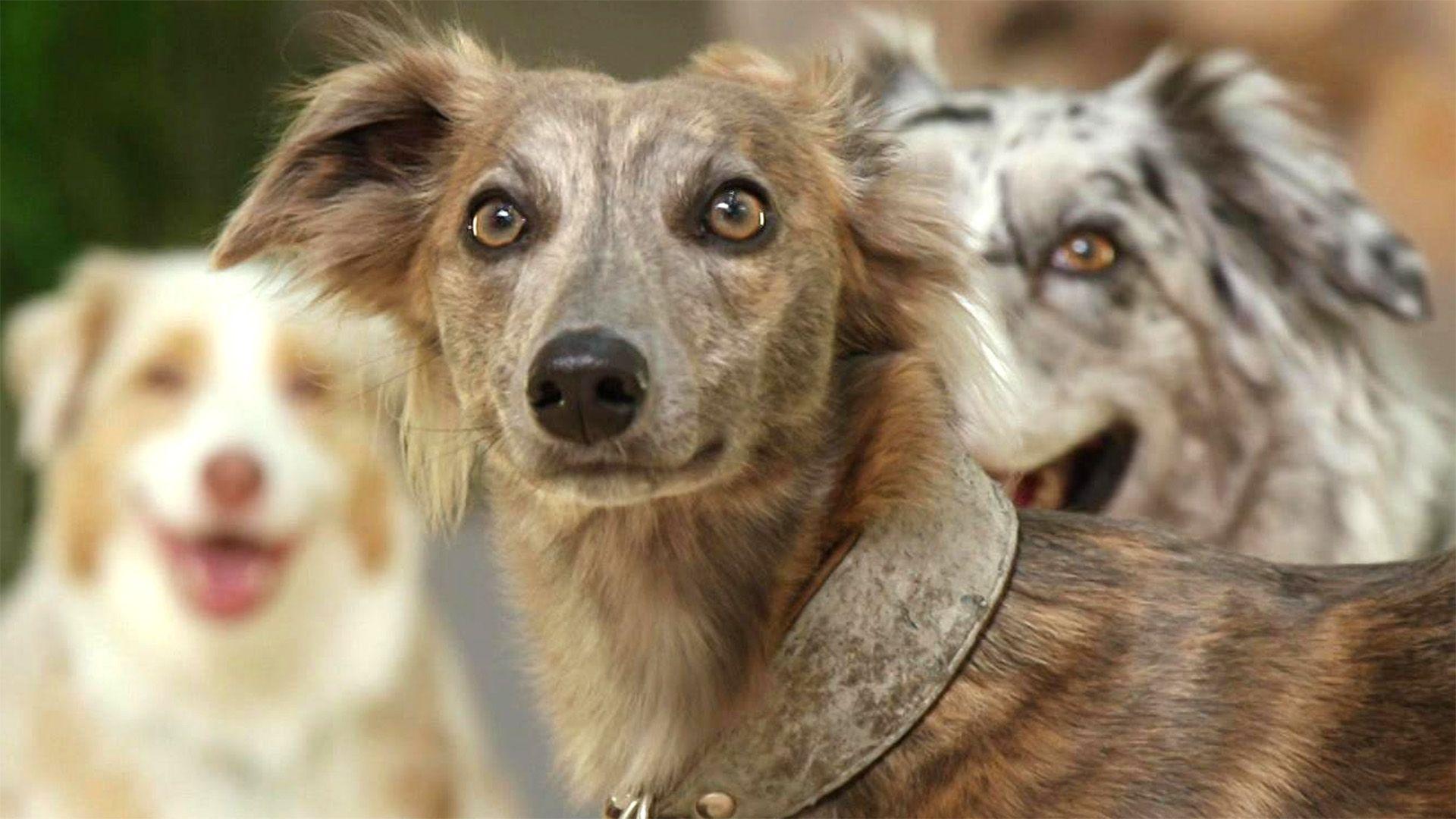 Hunde im Büro - verbessern sie das Arbeitsklima?