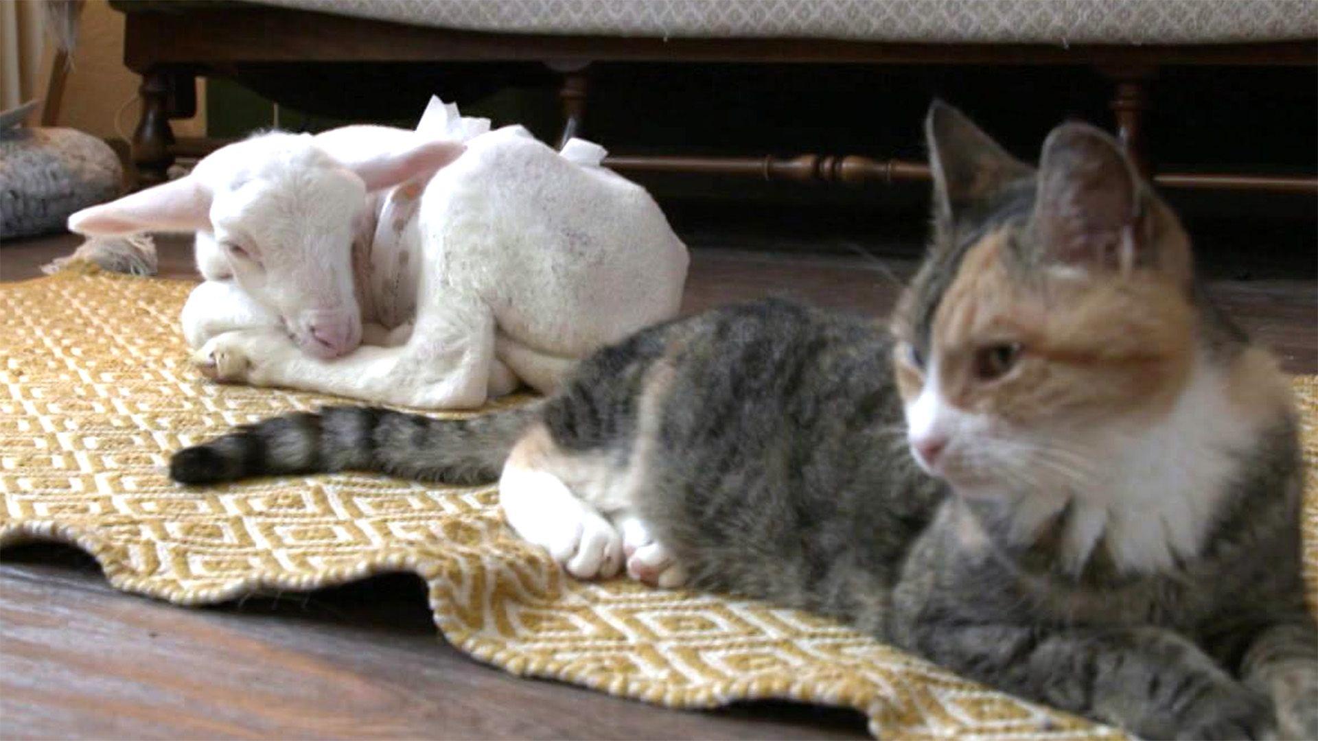 Thema u.a.: Außergewöhnliche Tierfreundschaften