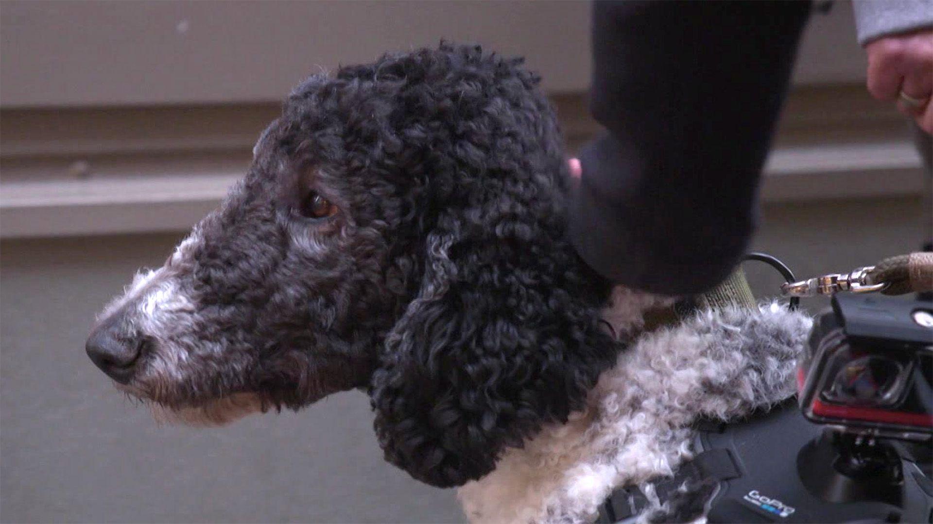 Heute u.a.: Wie fühlt sich das Leben mit einem Blindenhund an?