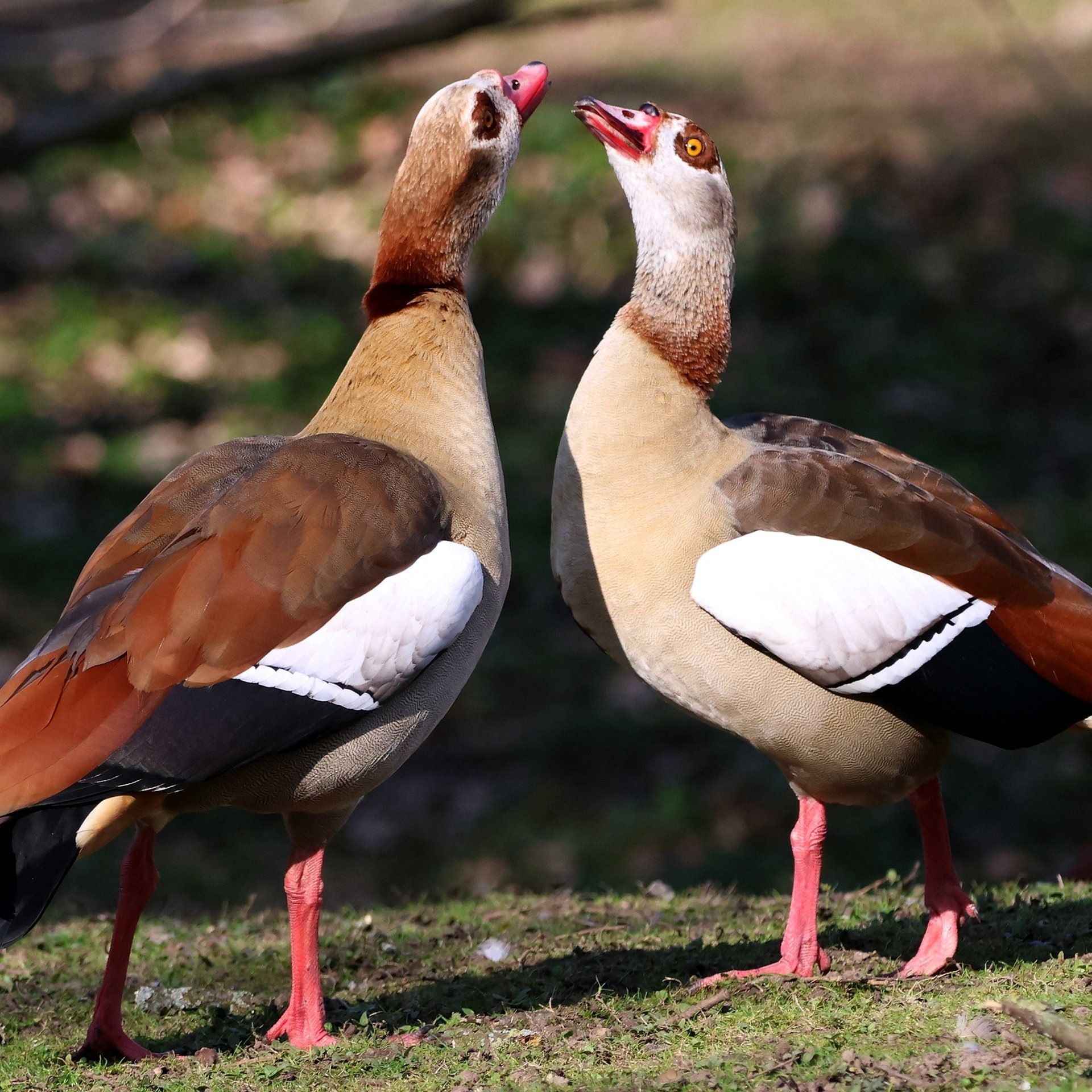 Nilgänse - nervig, aber ungefährlich
