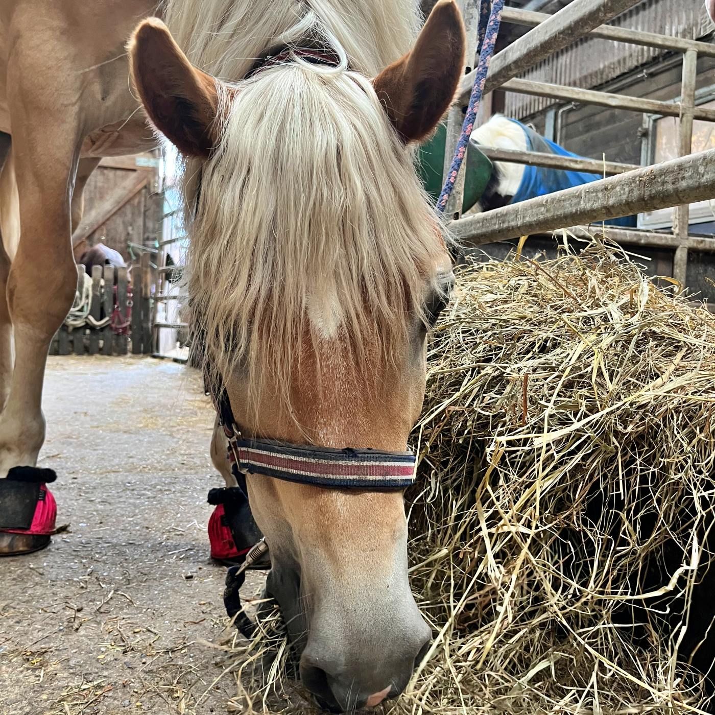 #461 "Das Pferd lief heute schlecht." Wirklich?
