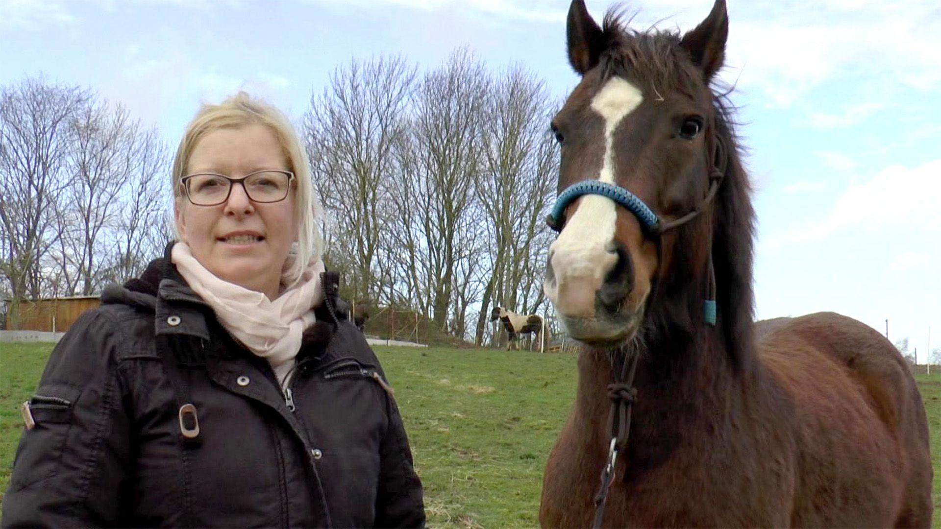 Heute u.a.: Welsh-Knabstrupper-Mix Felix unter Dauerstress