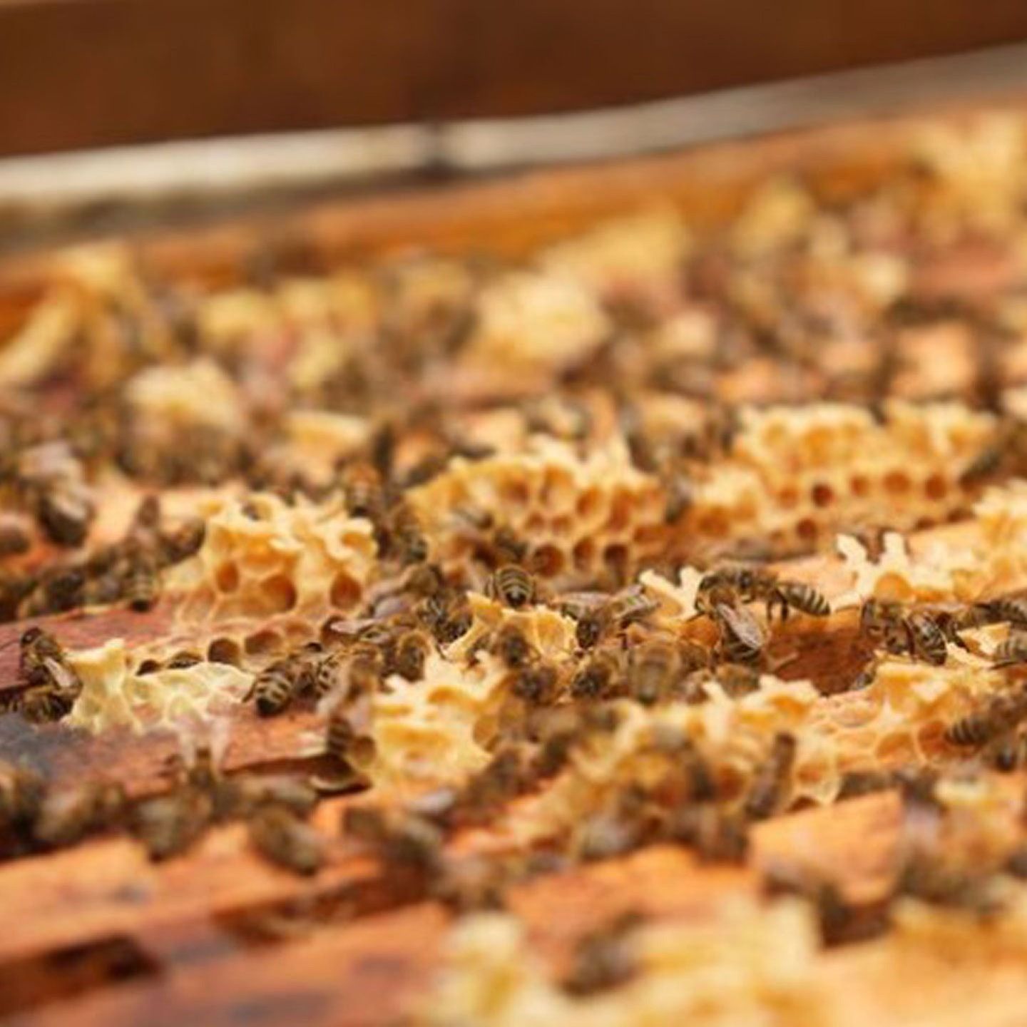 Auch Bienen kämpfen gegen die Hitze: Weniger Honig in manchen Regionen