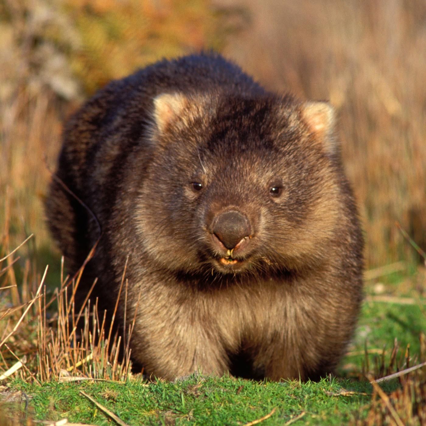 Warum kacken Wombats Würfel?