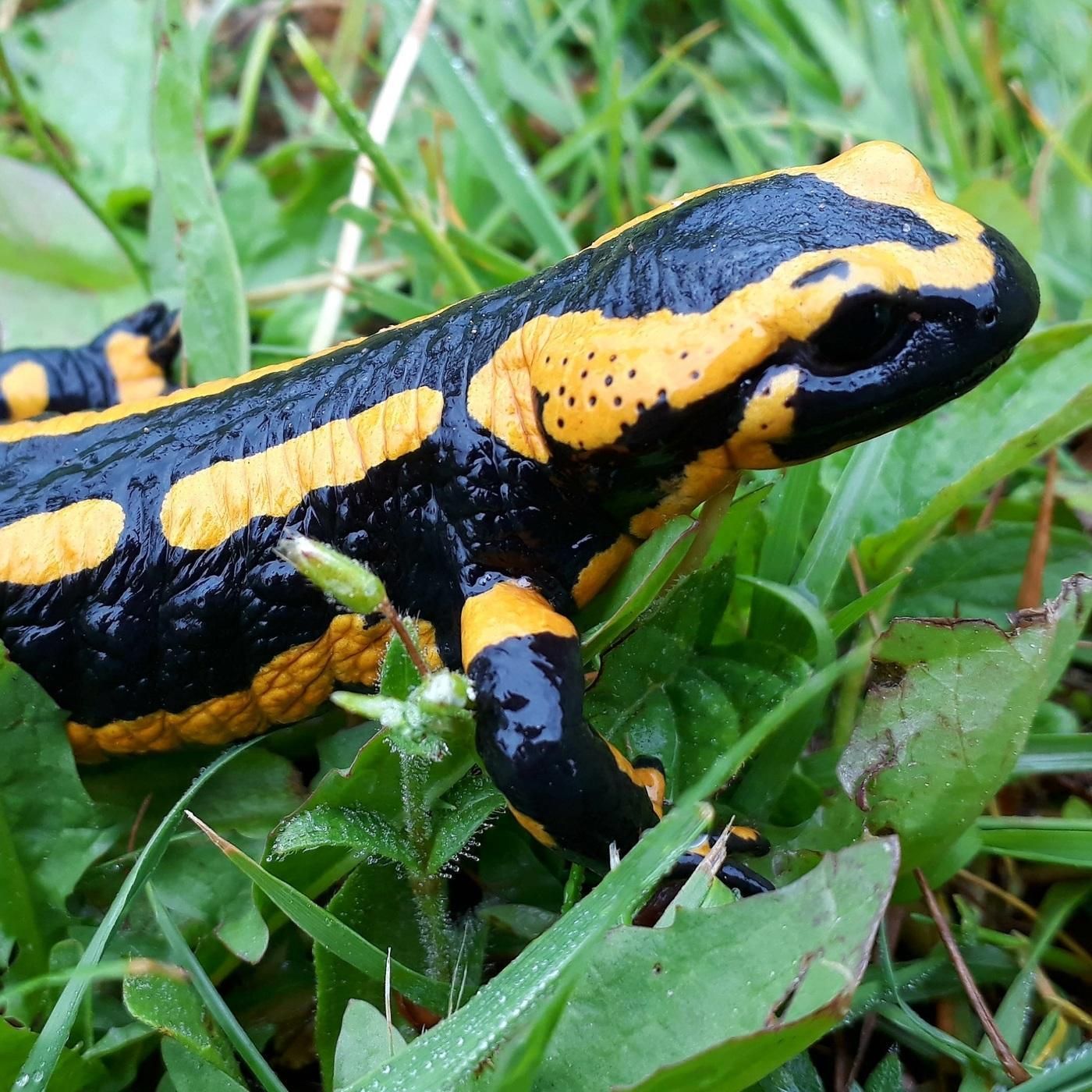 Sind Feuersalamander gefährlich?