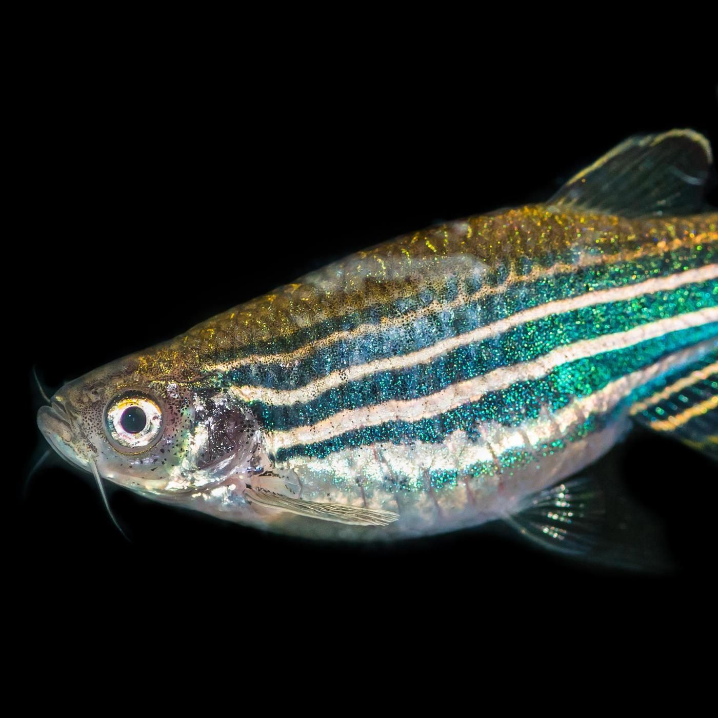 Warum ist der Zebrabärbling der am besten erforschte Fisch der Welt?