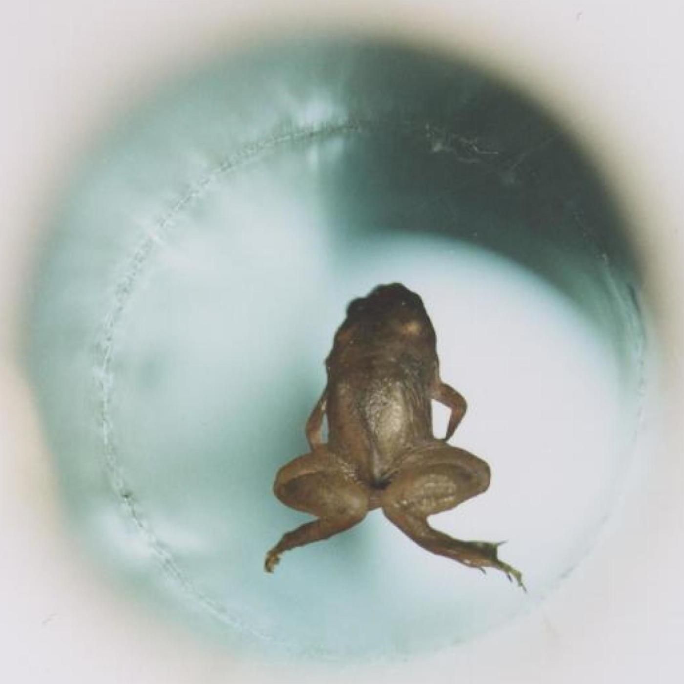 Wer brachte einen Frosch zum Schweben?