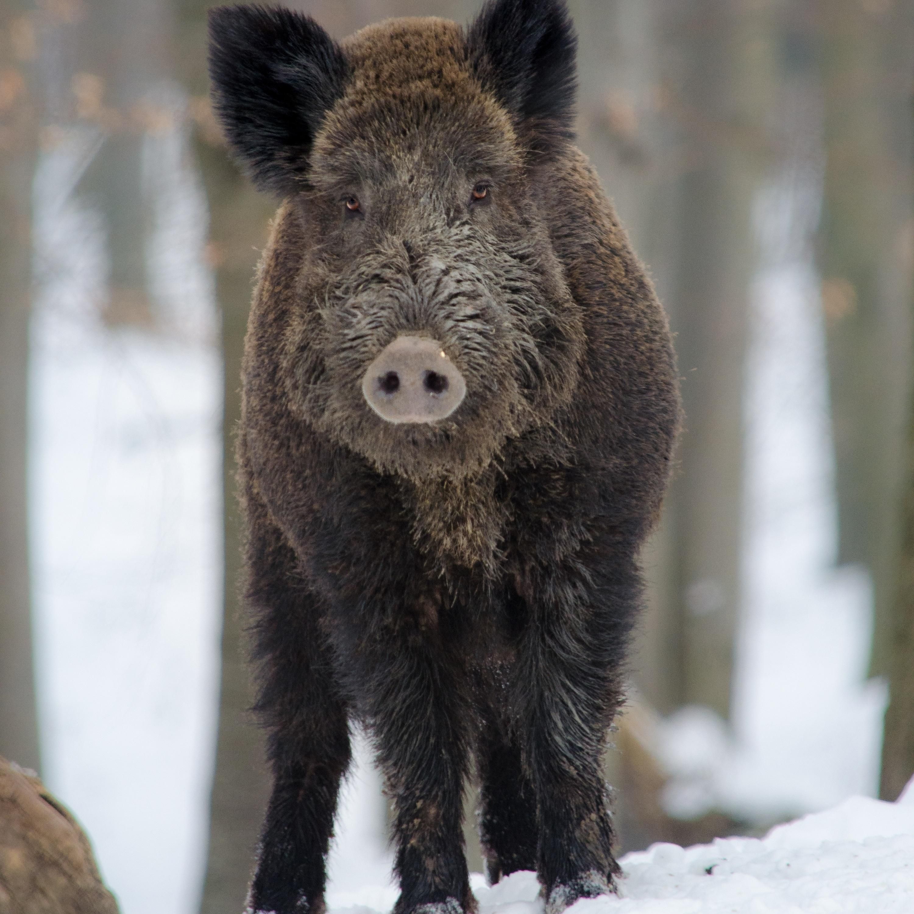 Haben Wildschweine kein Zuhause?