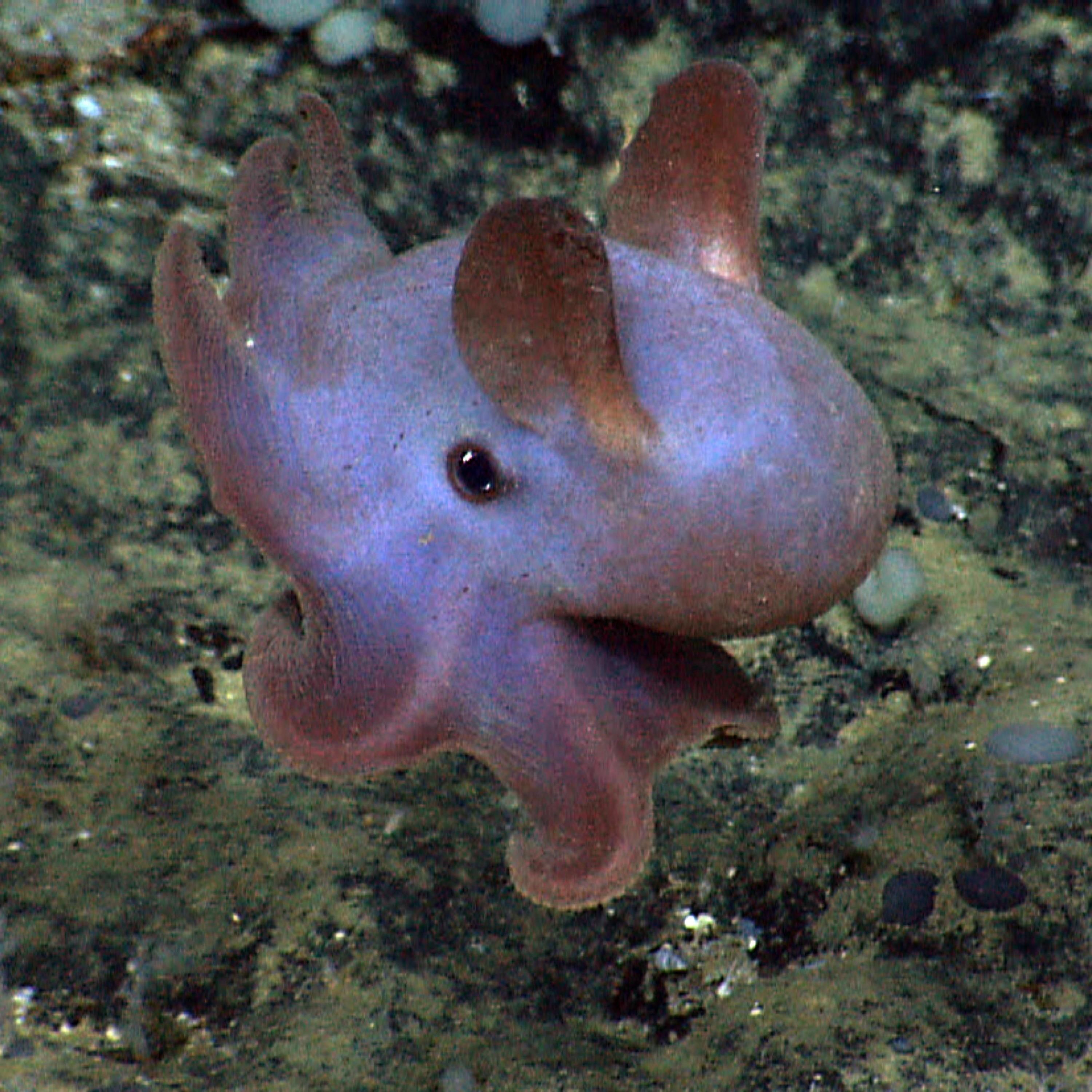 Wo schwimmt der Dumbo-Oktopus?