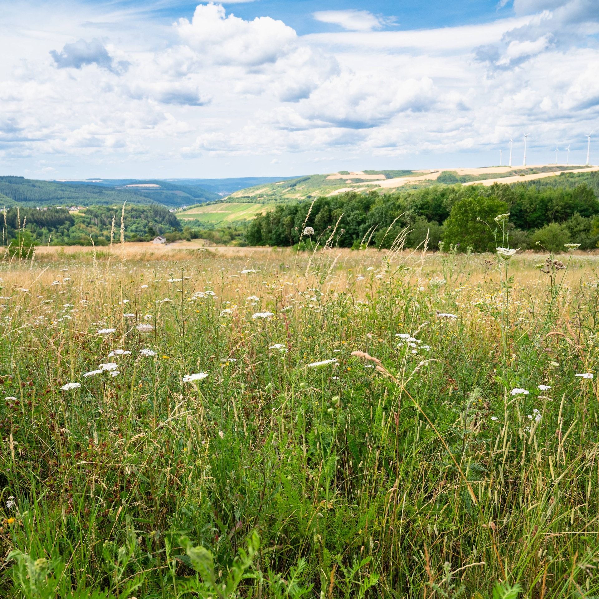 Sehnsucht nach draußen – Was Natur mit uns macht