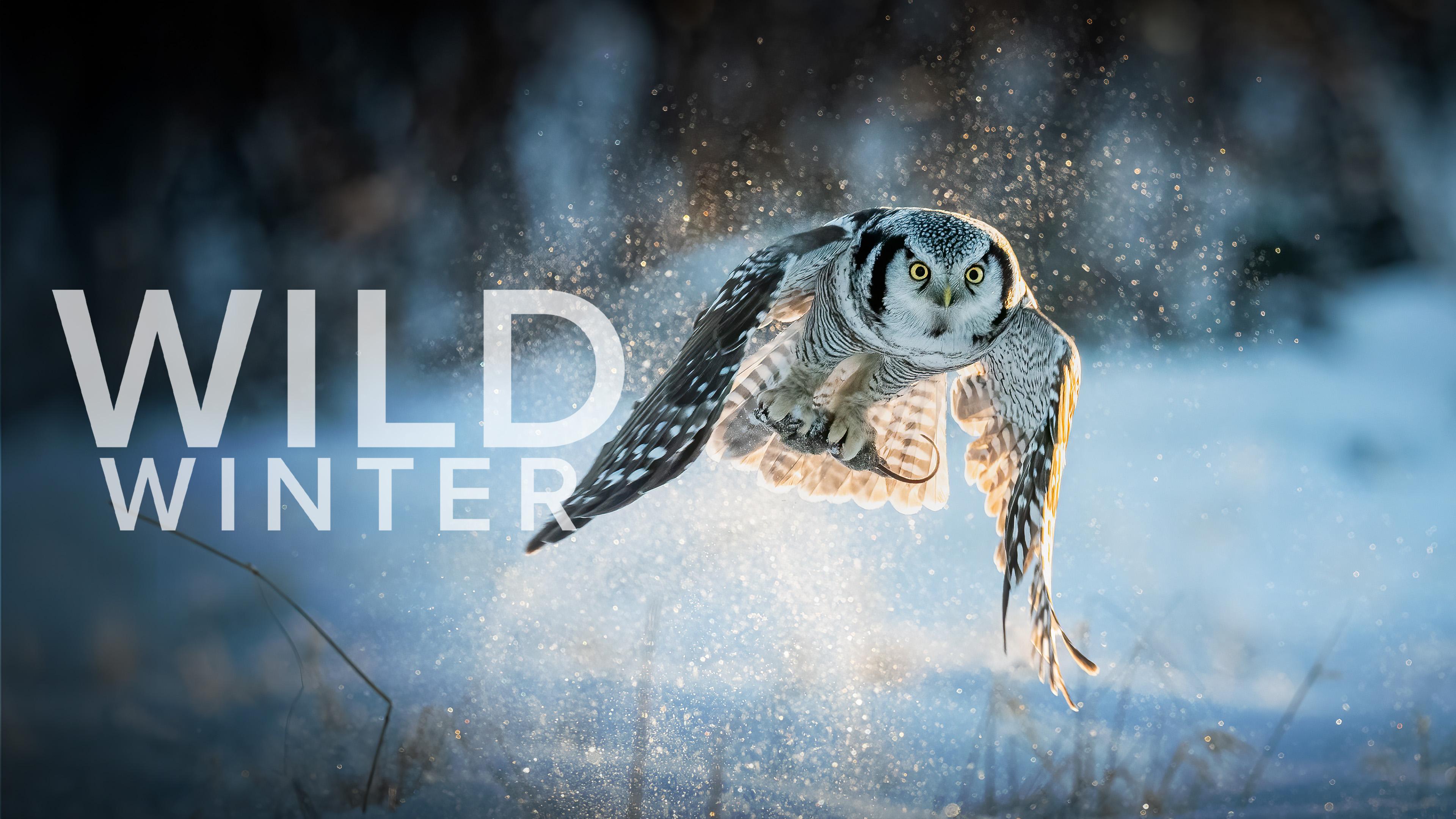 Wild Winter