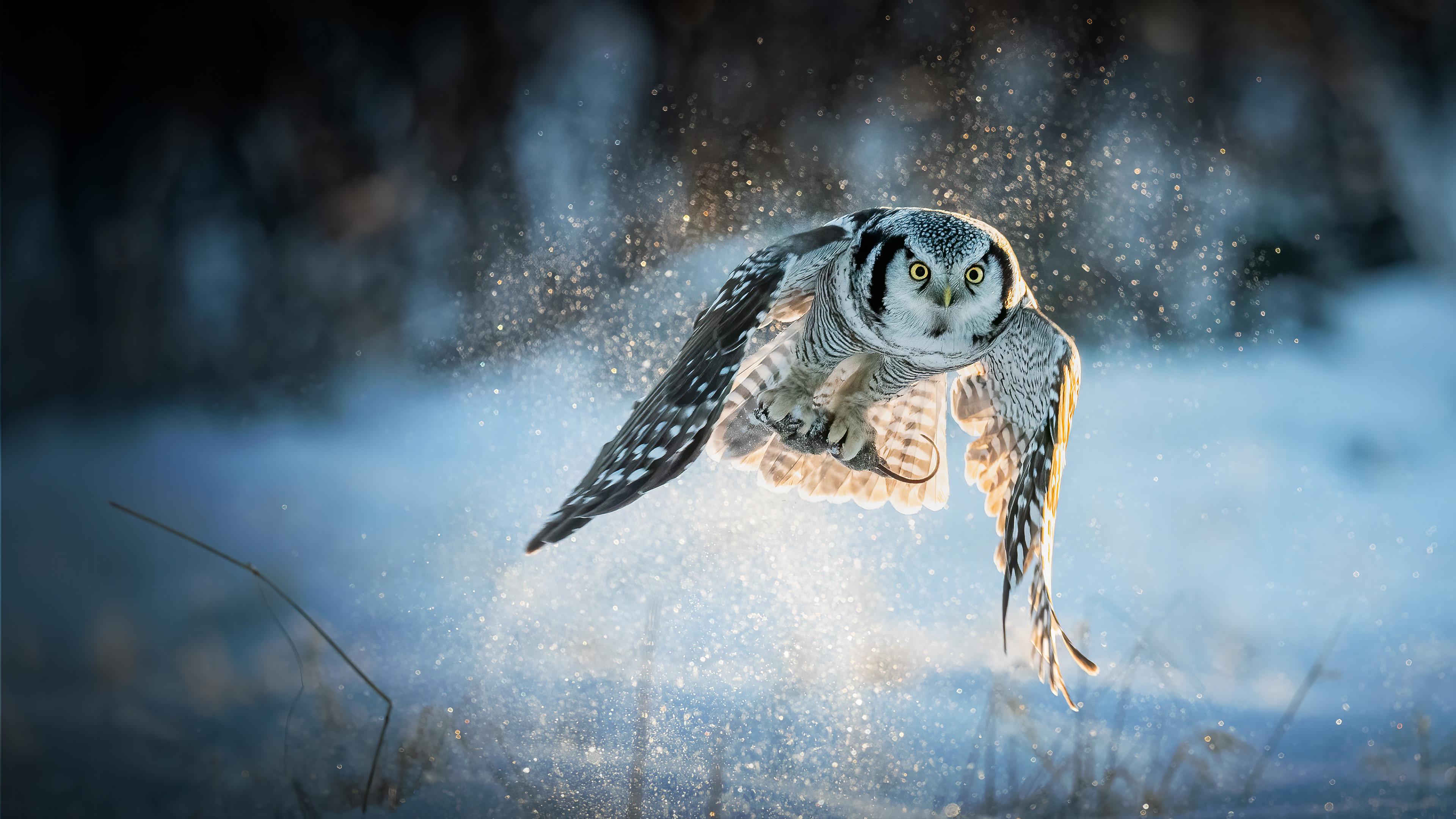 Wild Winter