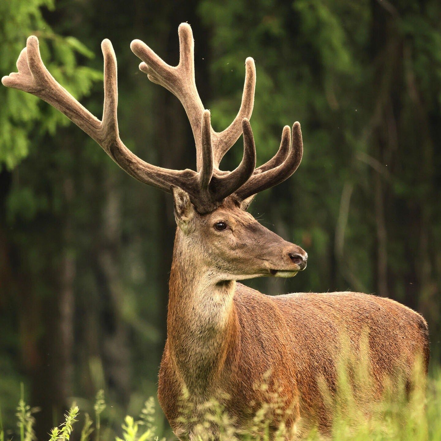 Die Tierdocs: Hirsch läuft sehr schnell