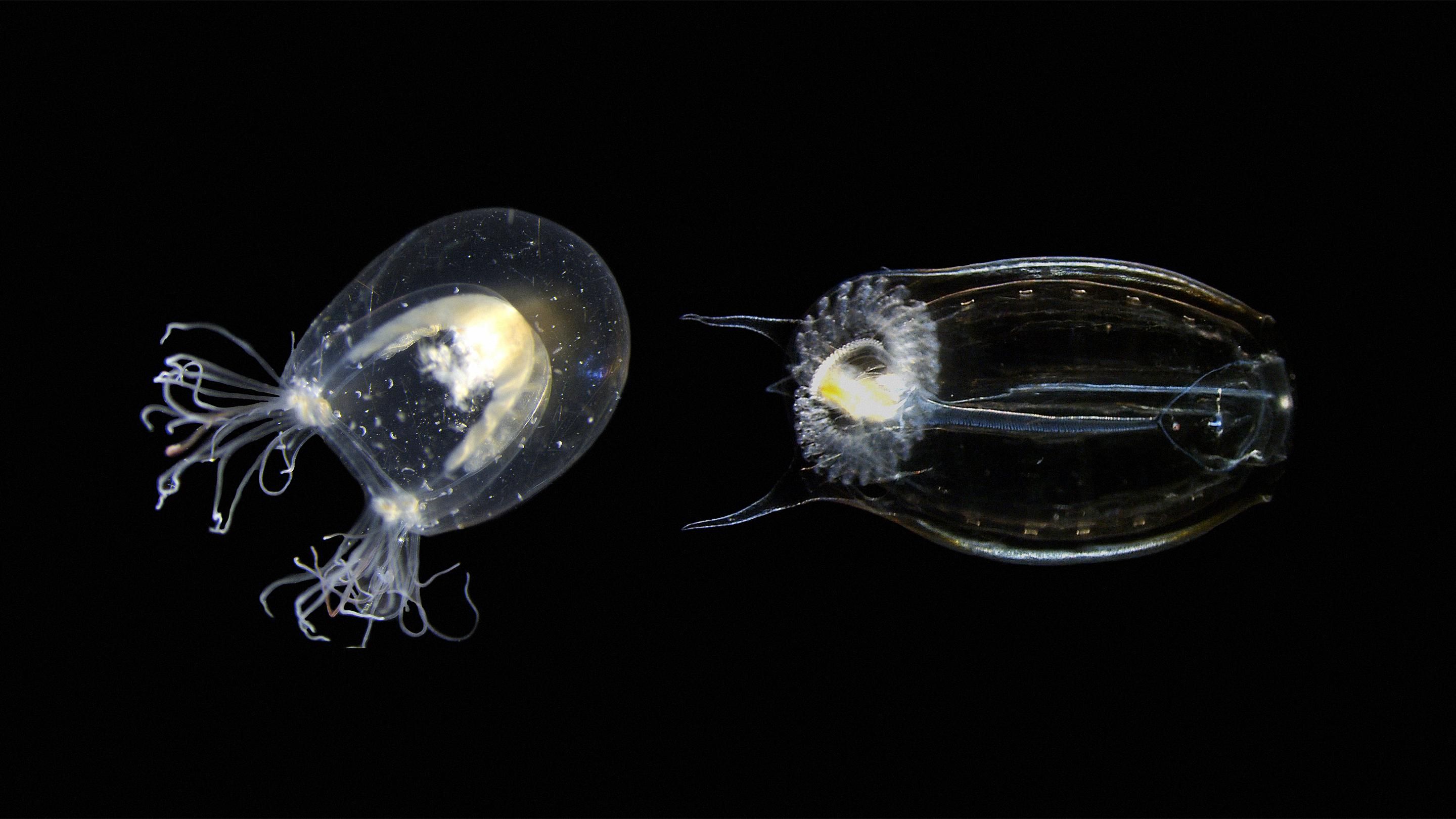 To solve old problems, study new species | Alejandro Sánchez Alvarado