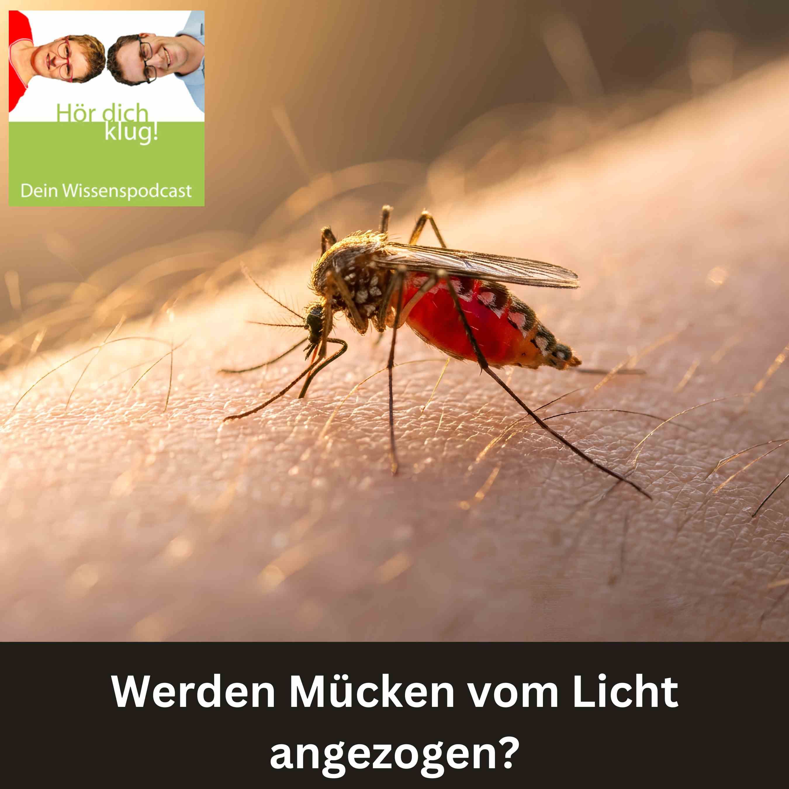 Werden Mücken vom Licht angezogen?