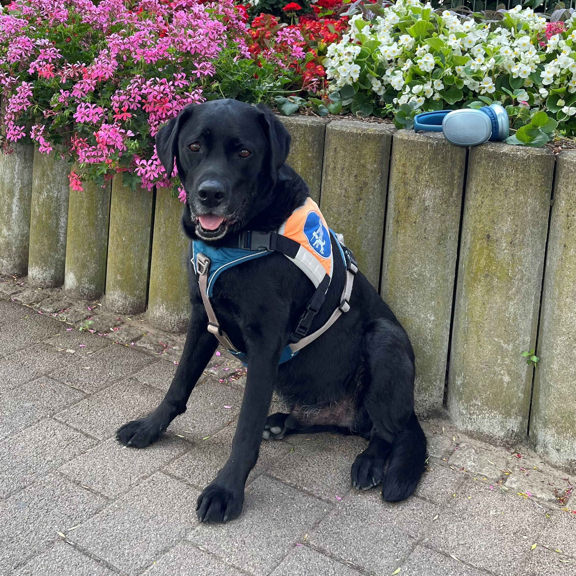 (Führ)hundegesundheit im Sommer