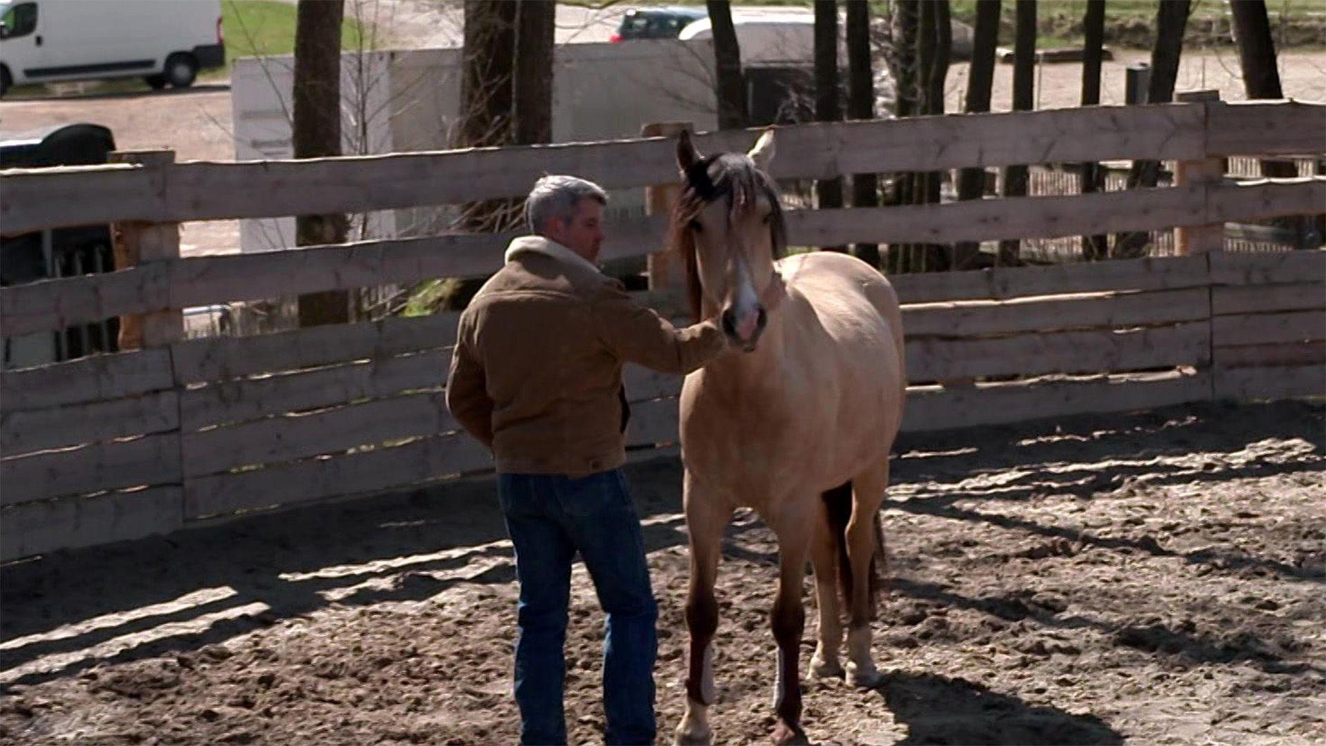 Der Quarter-Horse-Mix Johnny hat keinen Respekt.