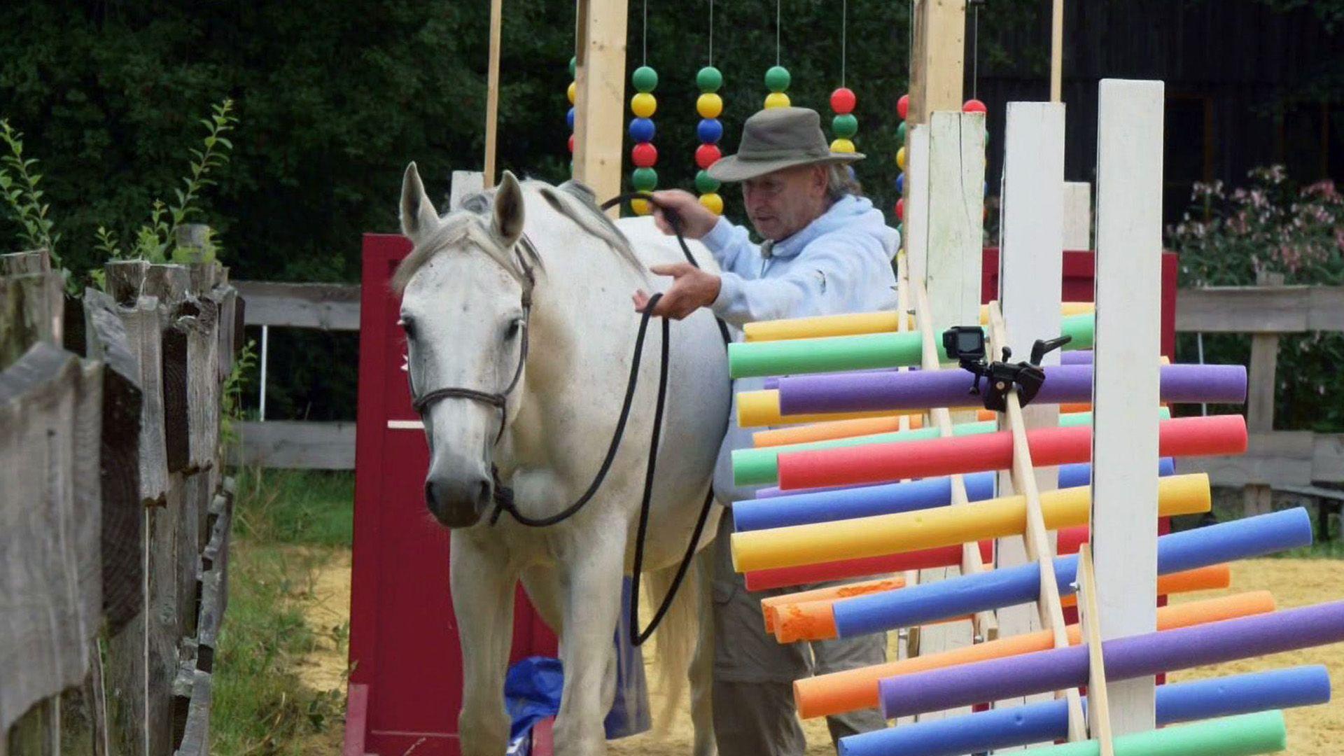 Bernd Hackl kümmert sich um ein Pferd mit Platzangst.